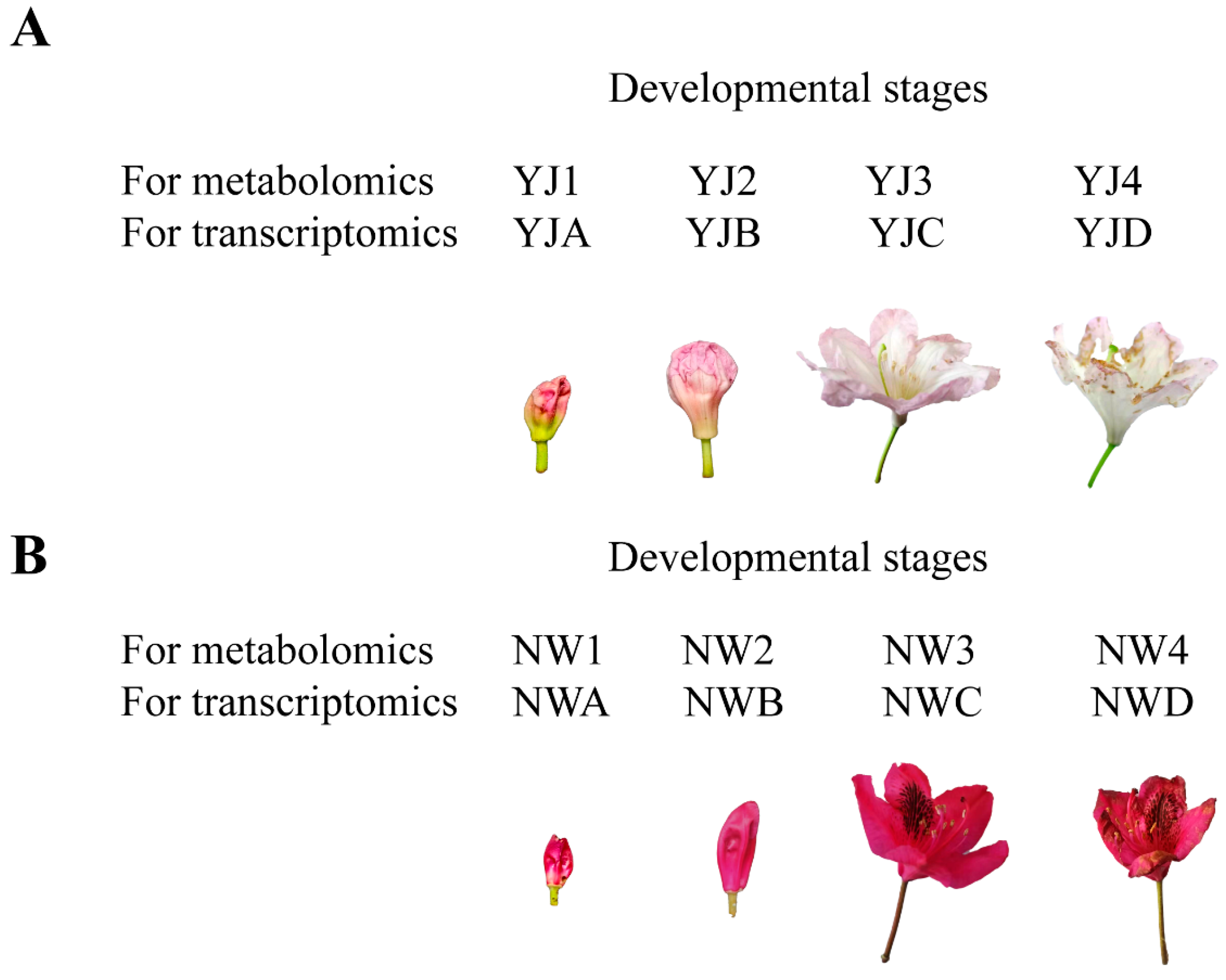 Horticulturae 10 00959 g001