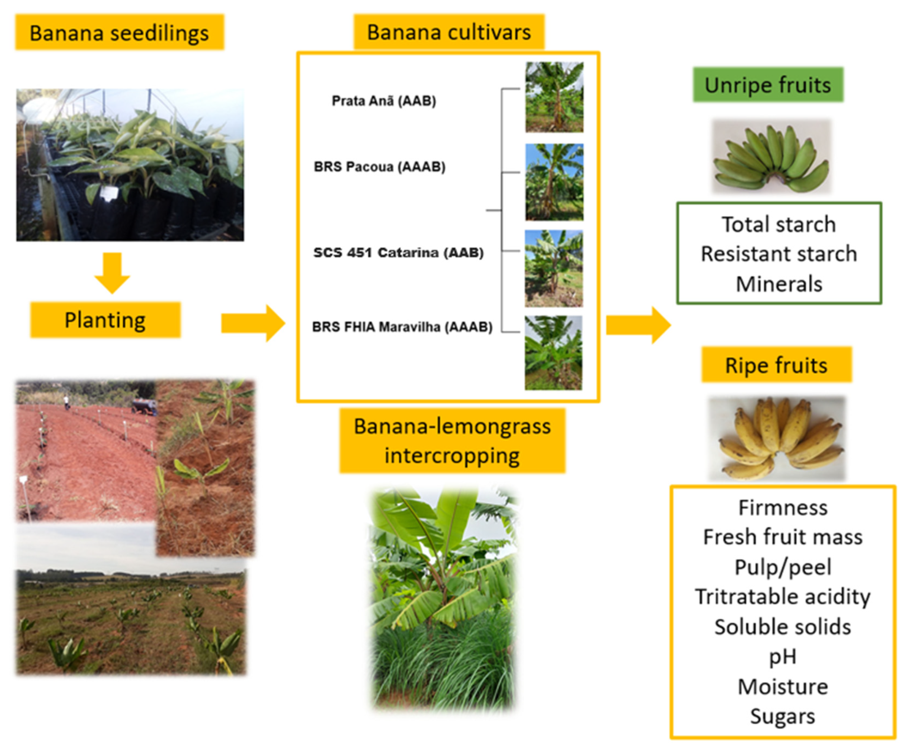 Horticulturae 10 00962 g002 Horticulturae 10 00962 g002