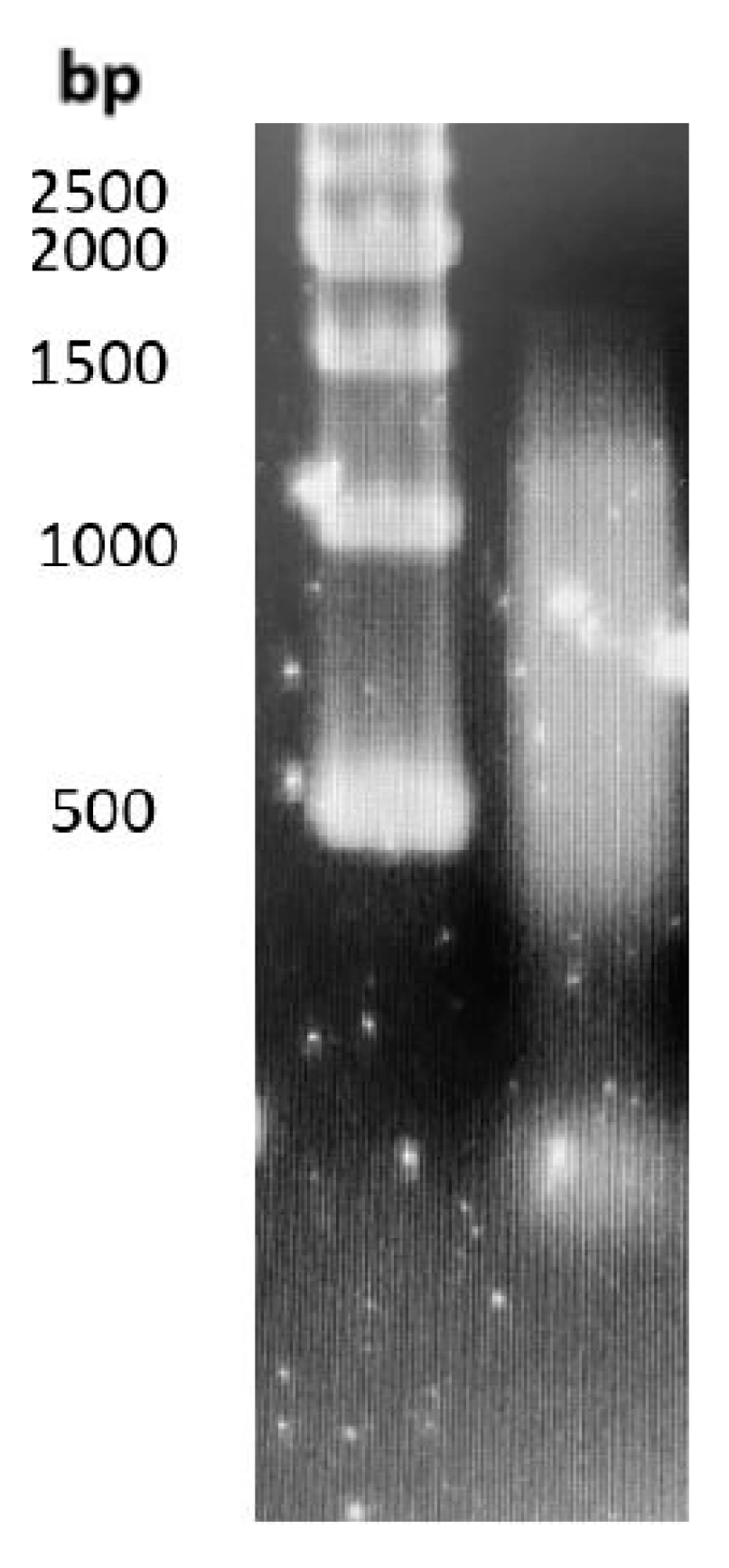 Horticulturae 10 00964 g002