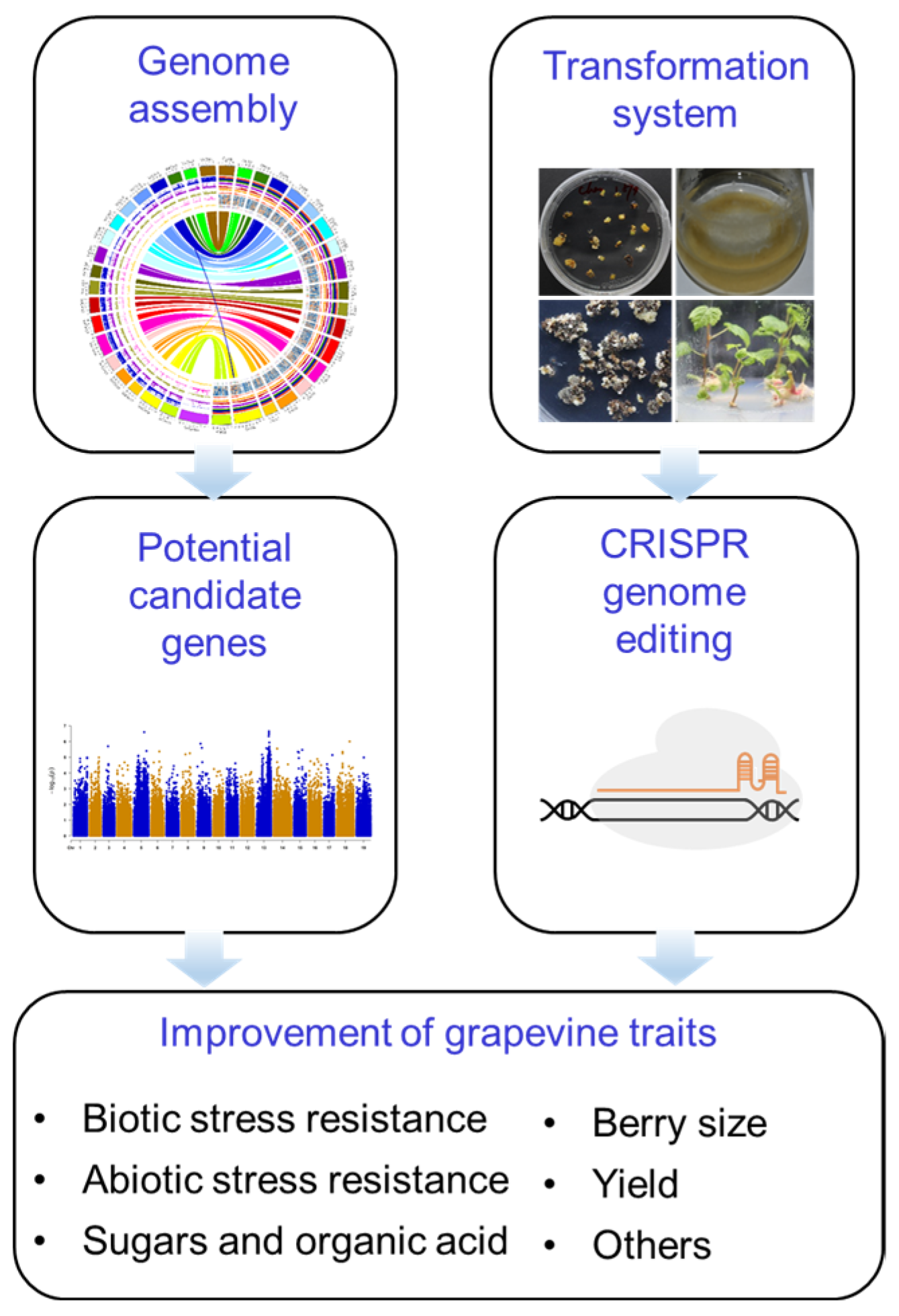 Horticulturae 10 00965 g005