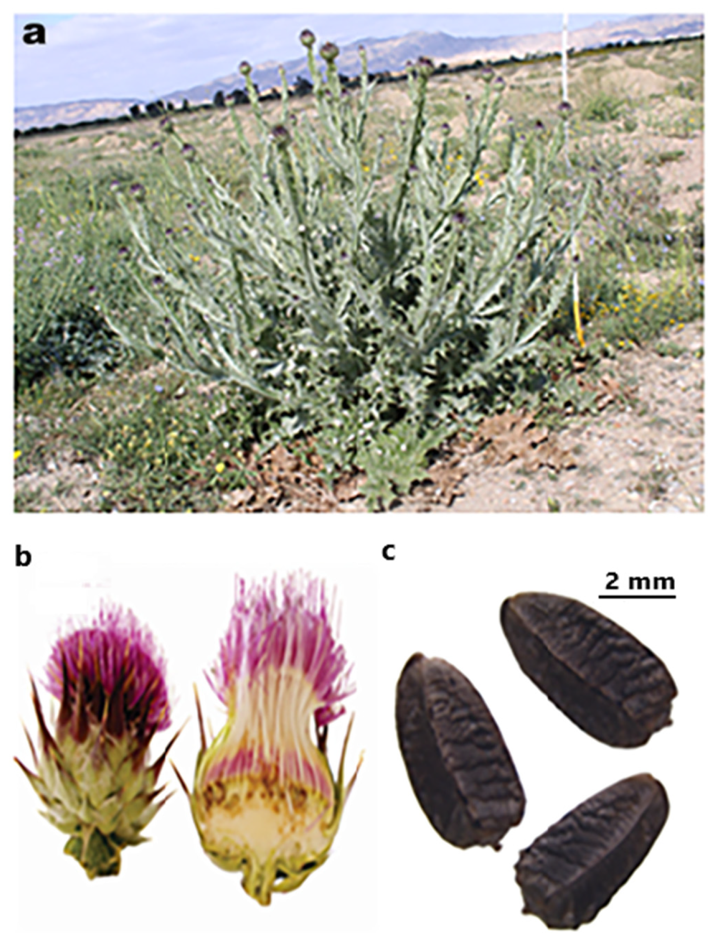 Horticulturae 10 00967 g001 Horticulturae 10 00967 g001