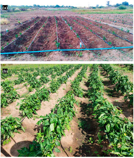 Horticulturae 10 00969 g0a2