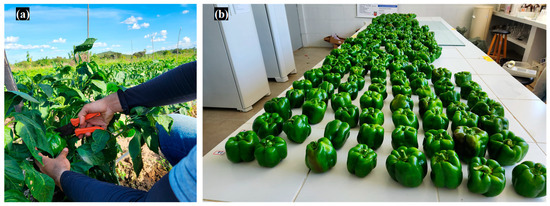 Horticulturae 10 00969 g0a3