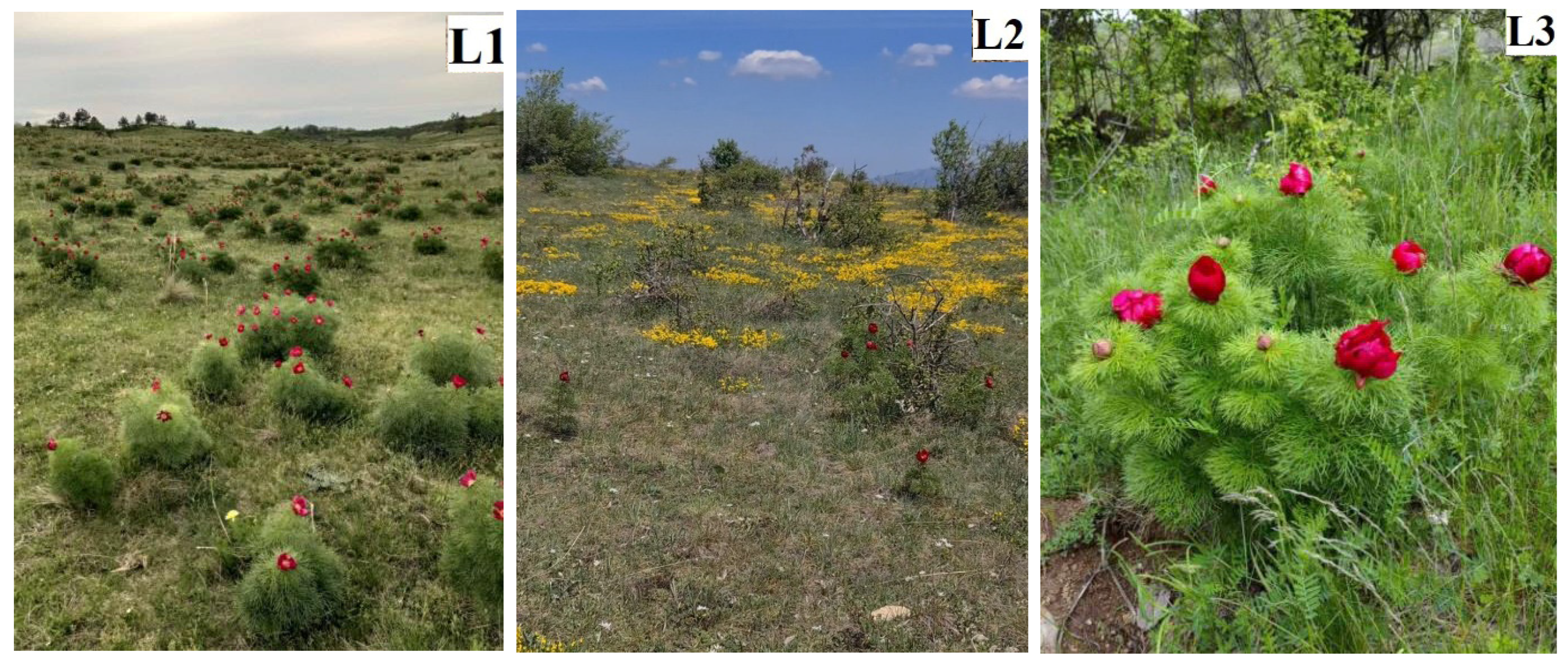 Horticulturae 10 00972 g002