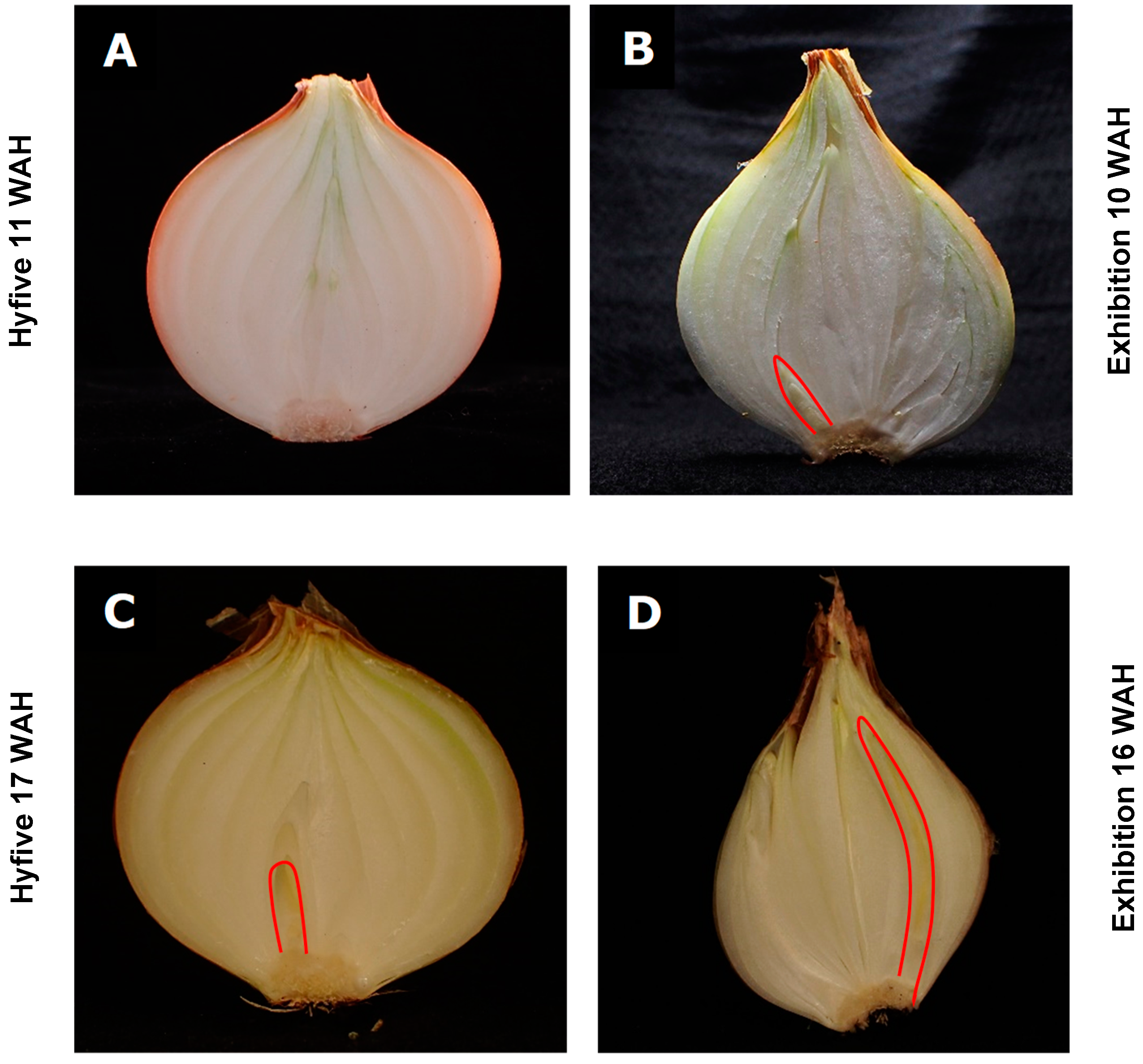 Horticulturae 10 00975 g001