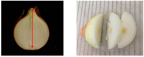 Horticulturae 10 00975 g0a1