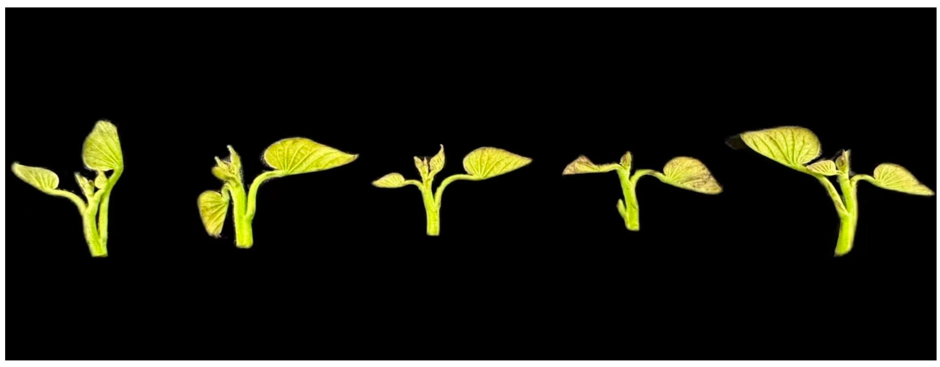 Horticulturae 10 00979 g001