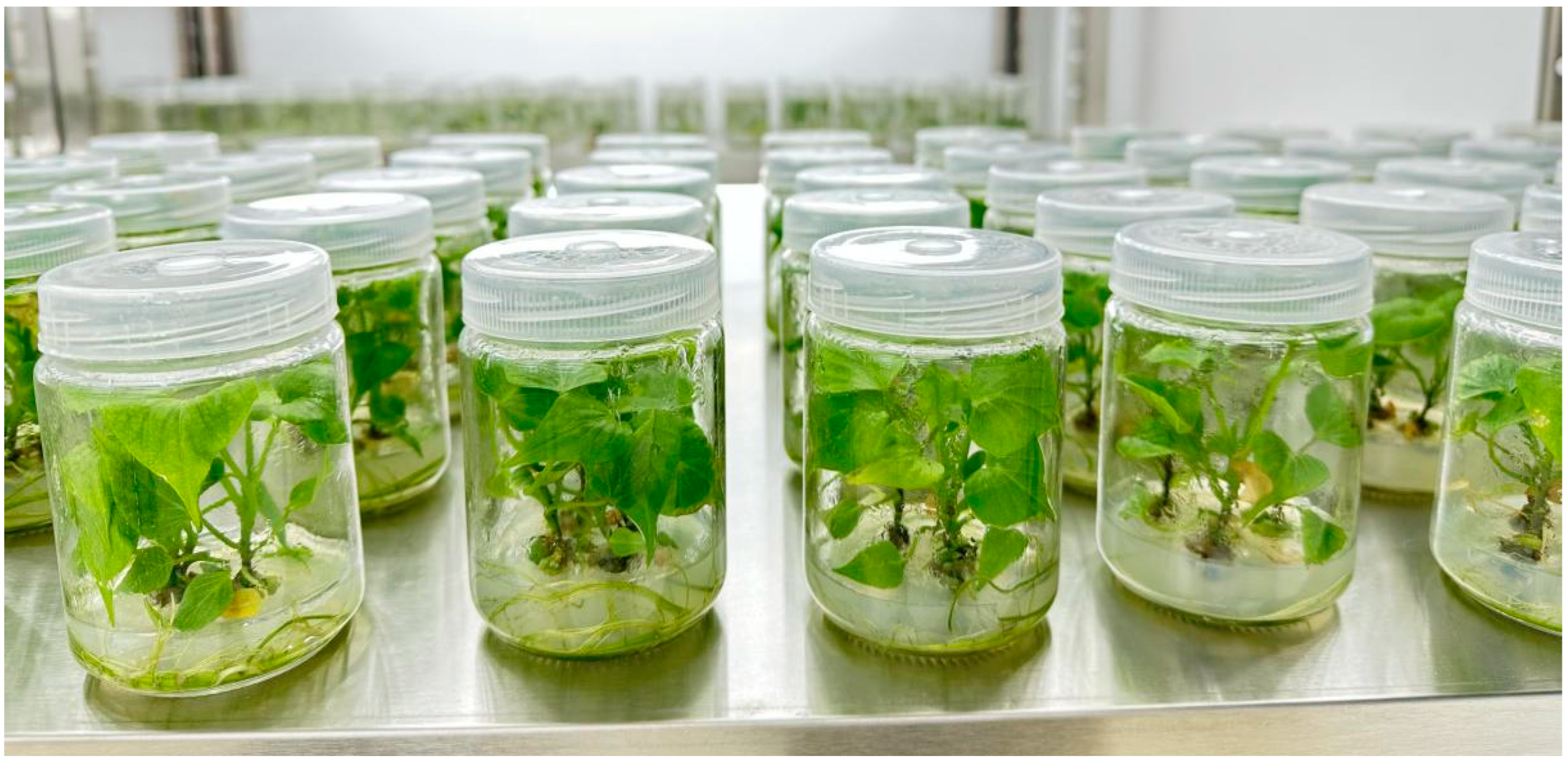 Horticulturae 10 00979 g003