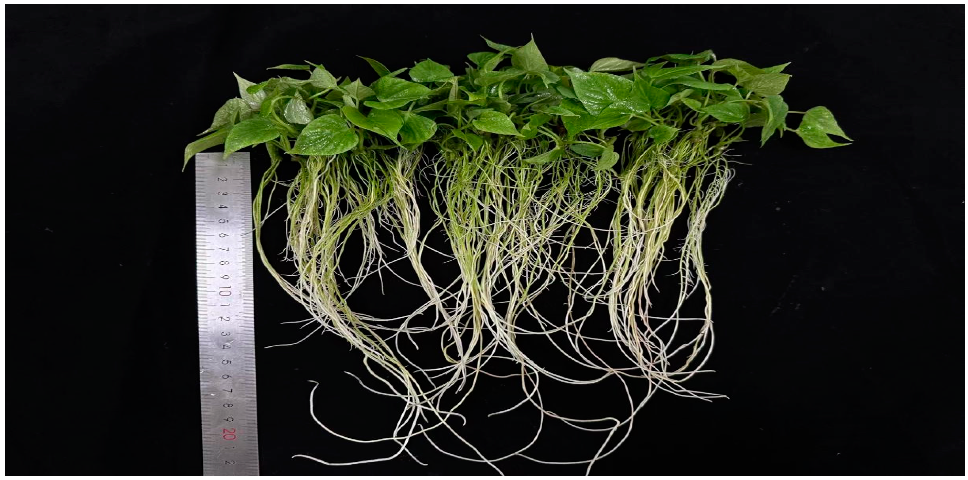 Horticulturae 10 00979 g004