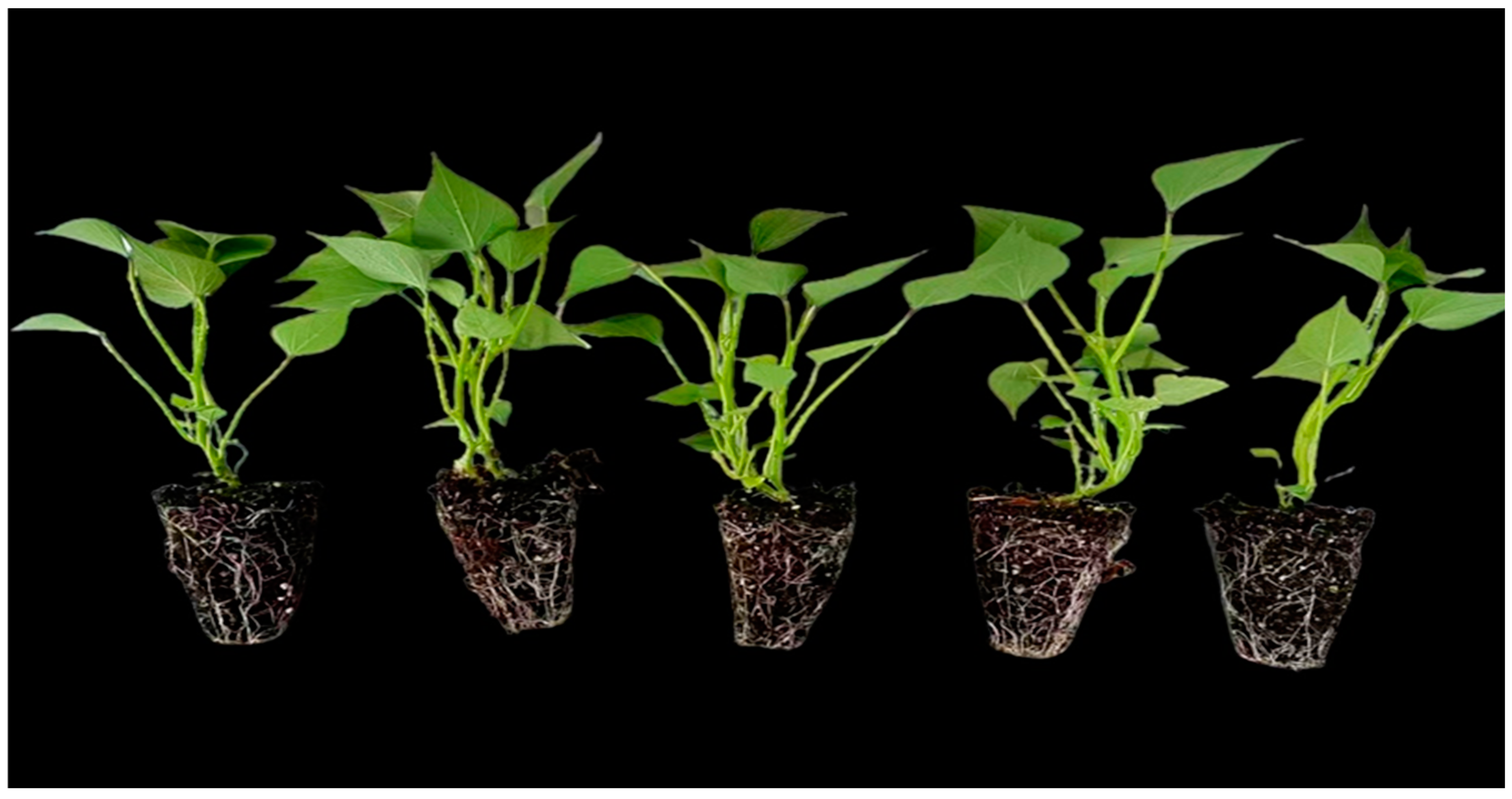 Horticulturae 10 00979 g005