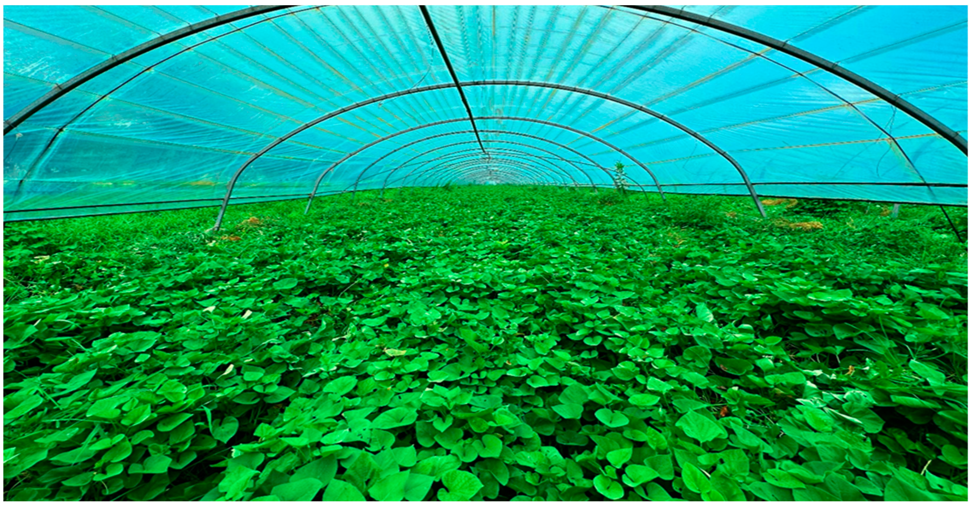 Horticulturae 10 00979 g006