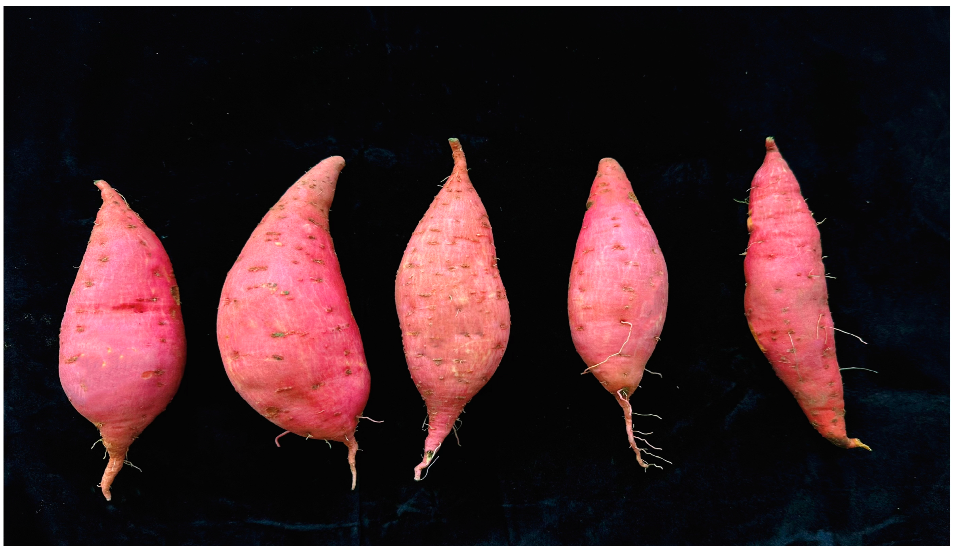 Horticulturae 10 00979 g007