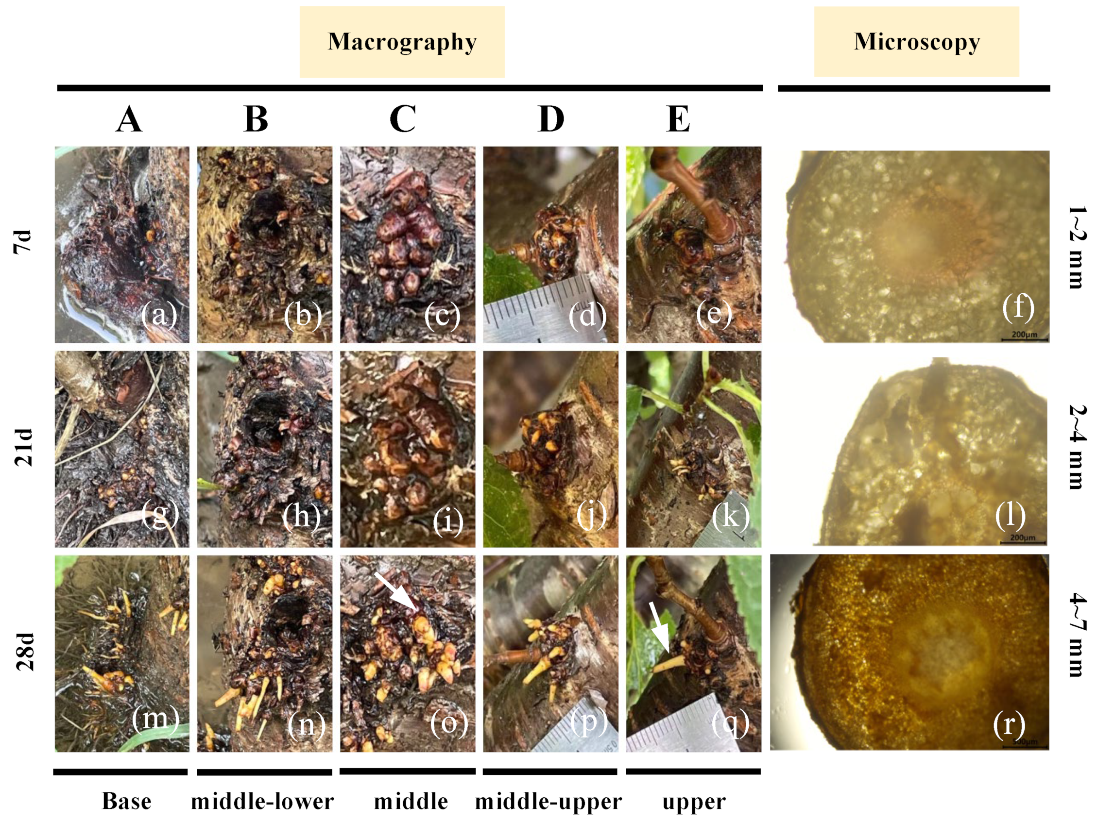 Horticulturae 10 00991 g001