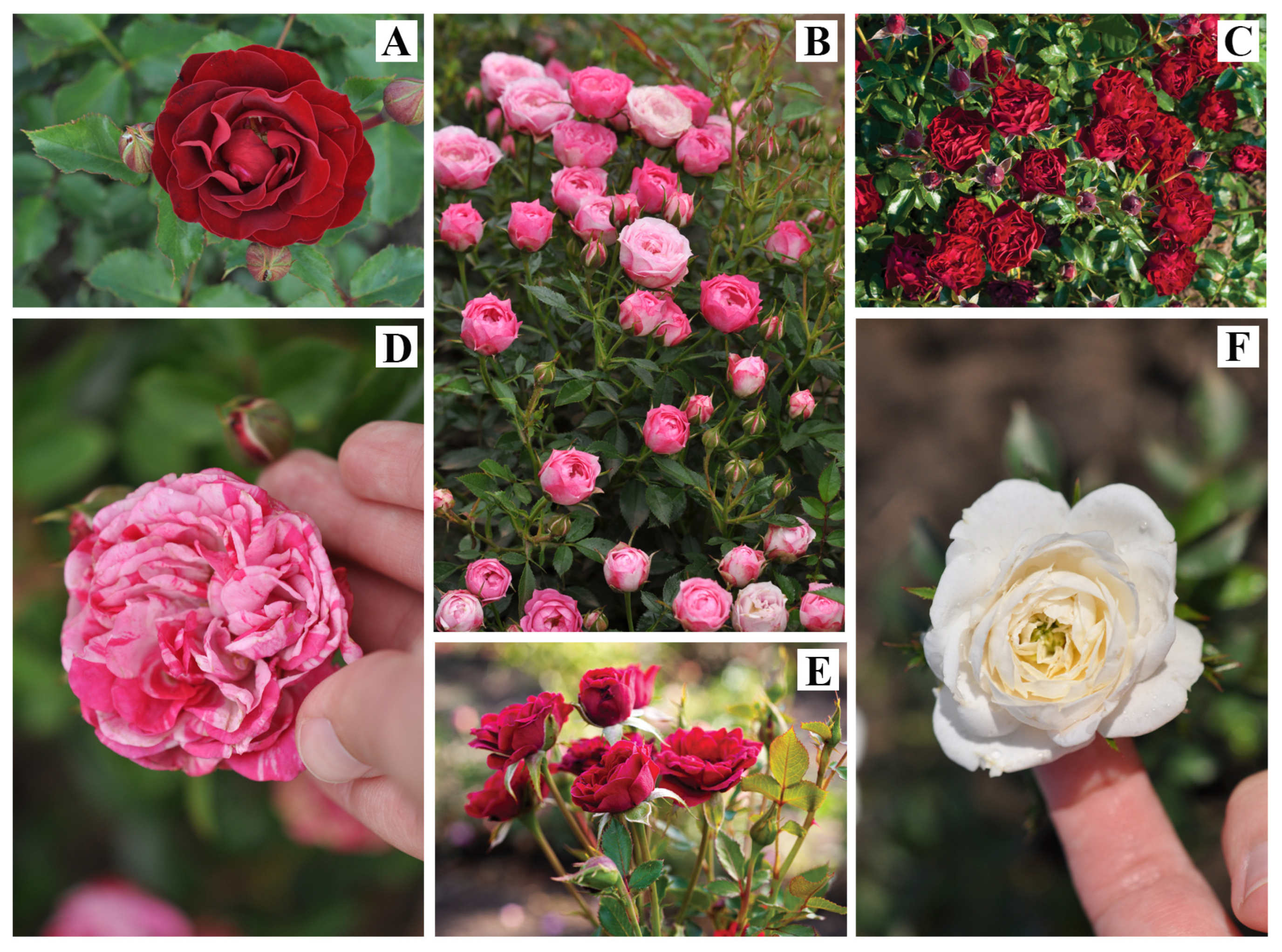 Horticulturae 10 00996 g001