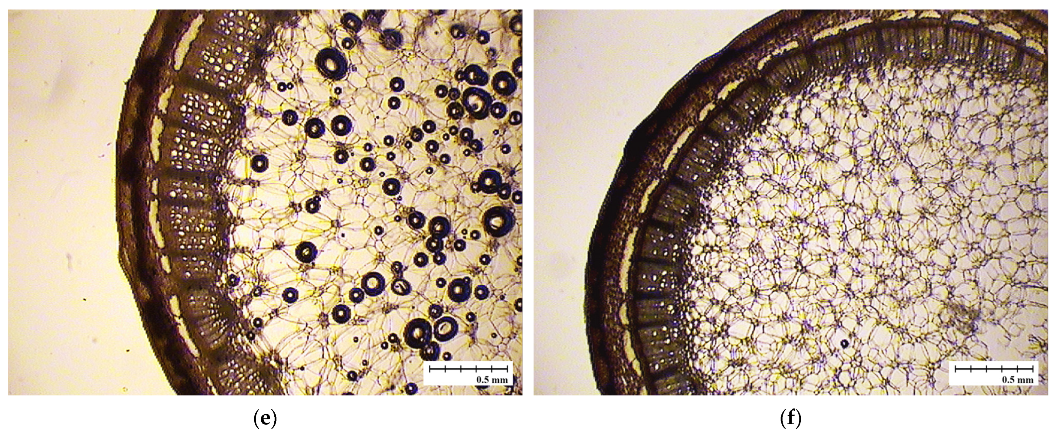 Horticulturae 10 00996 g002b