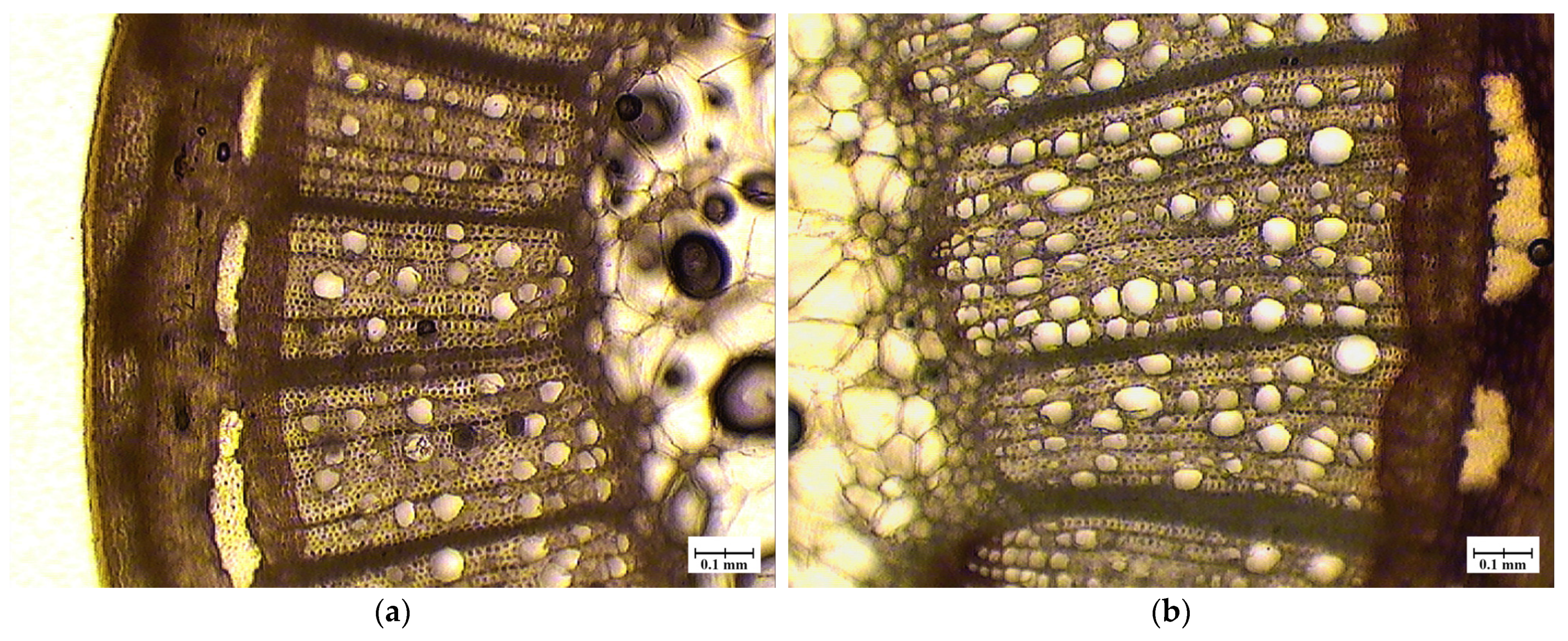 Horticulturae 10 00996 g003
