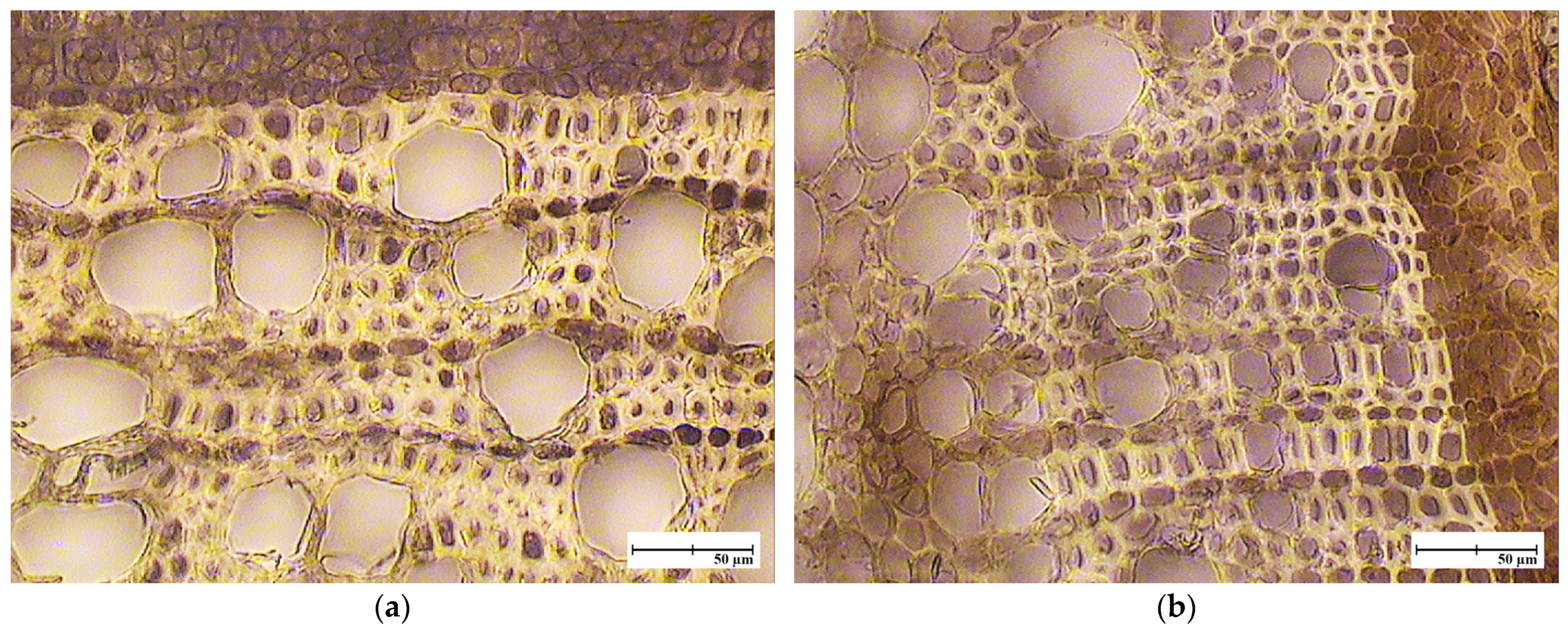 Horticulturae 10 00996 g005