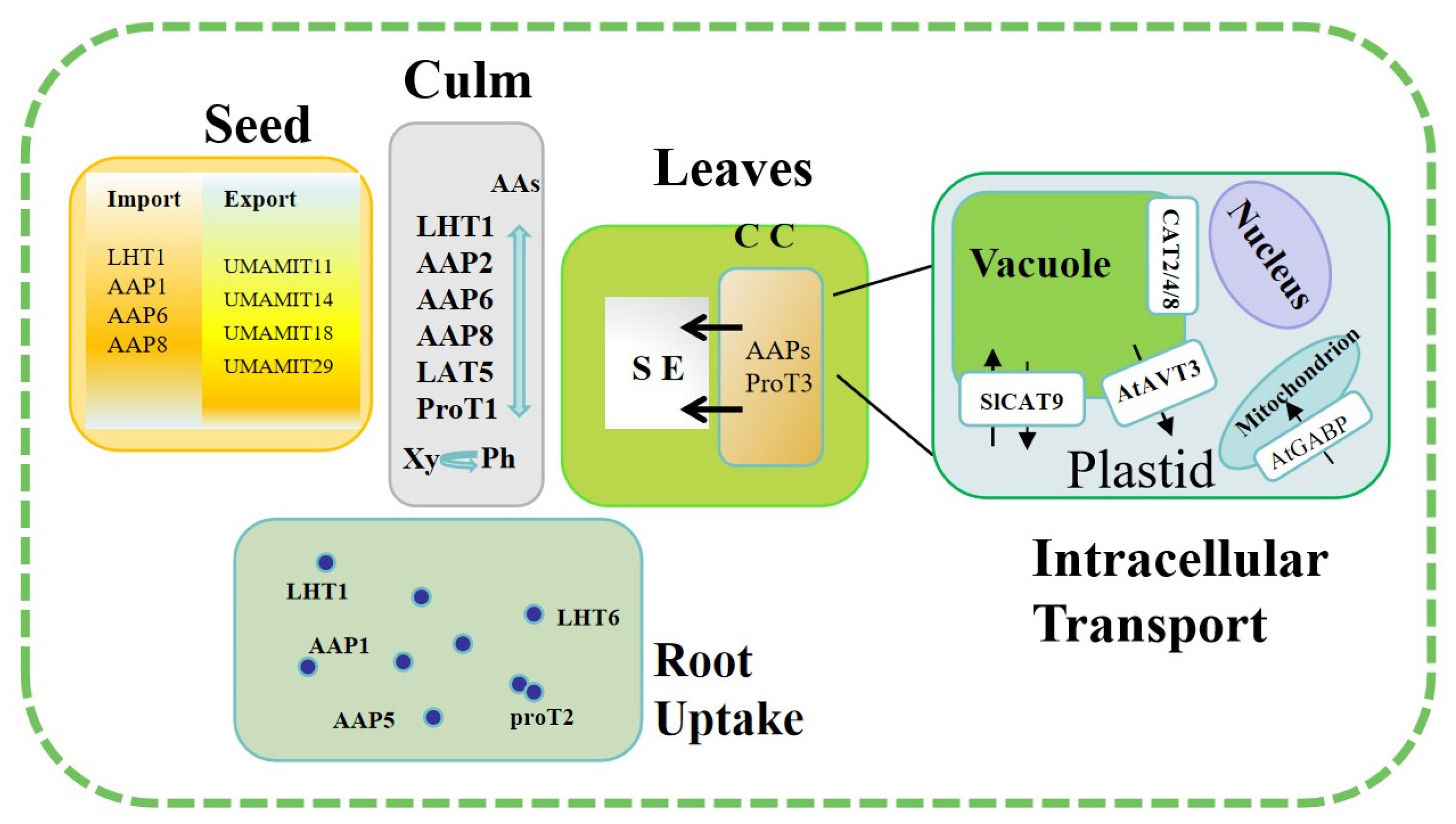 Amino Acid Transporters on Amino Acid Absorption, Transport and ...