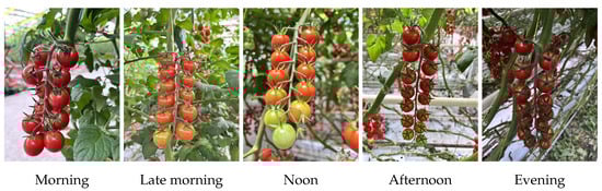 Horticulturae 10 01006 g0a1