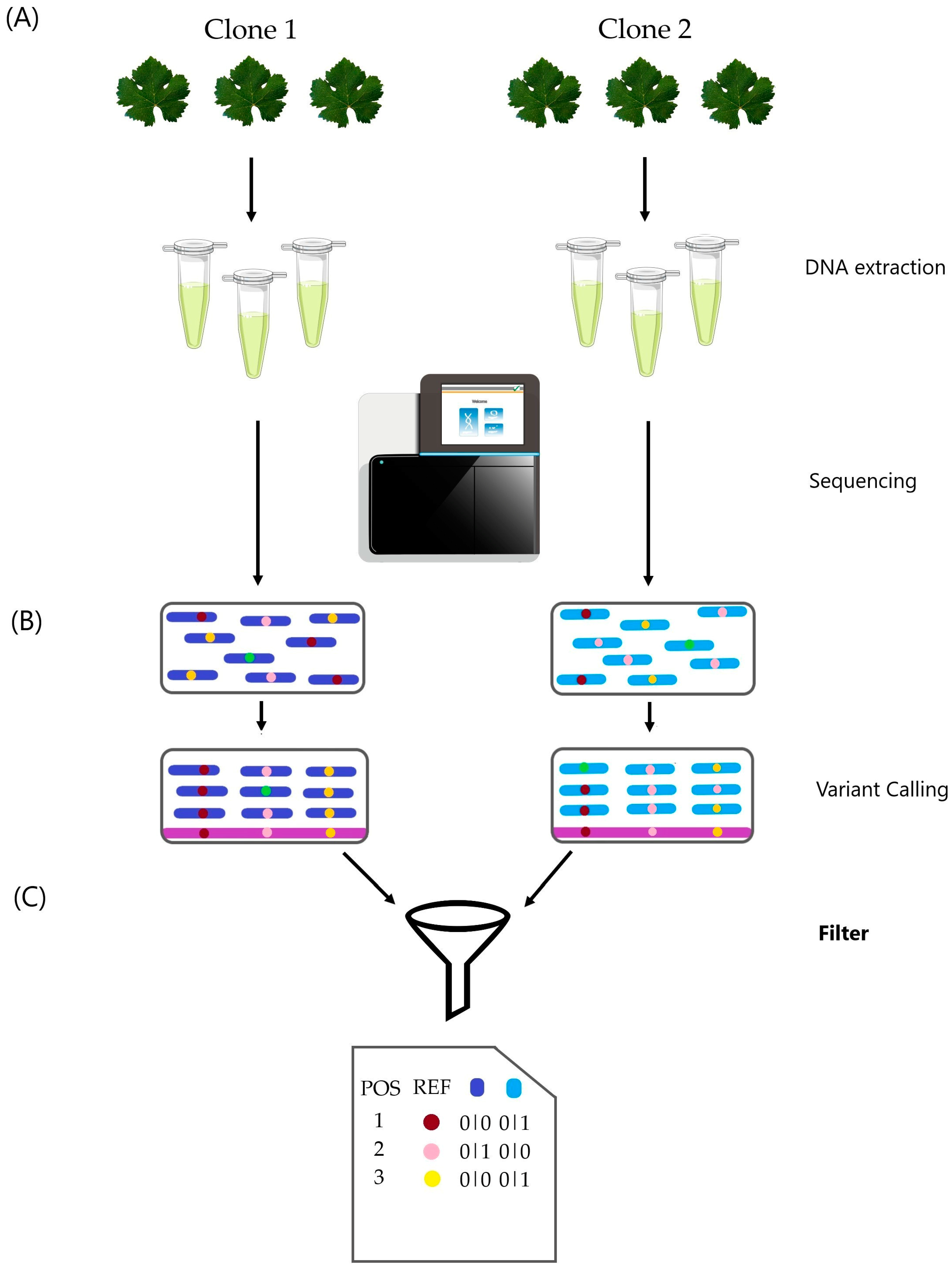 Horticulturae 10 01026 g001