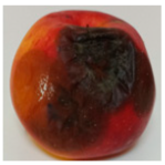 Horticulturae 10 01064 i001 Horticulturae 10 01064 i001