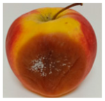 Horticulturae 10 01064 i002 Horticulturae 10 01064 i002