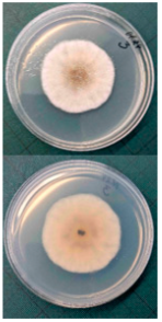 Horticulturae 10 01064 i004 Horticulturae 10 01064 i004