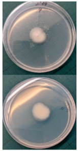 Horticulturae 10 01064 i006 Horticulturae 10 01064 i006