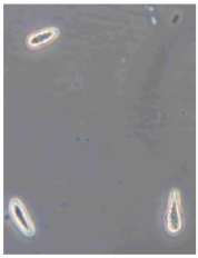 Horticulturae 10 01064 i007 Horticulturae 10 01064 i007