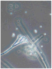 Horticulturae 10 01064 i008 Horticulturae 10 01064 i008