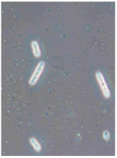 Horticulturae 10 01064 i009 Horticulturae 10 01064 i009