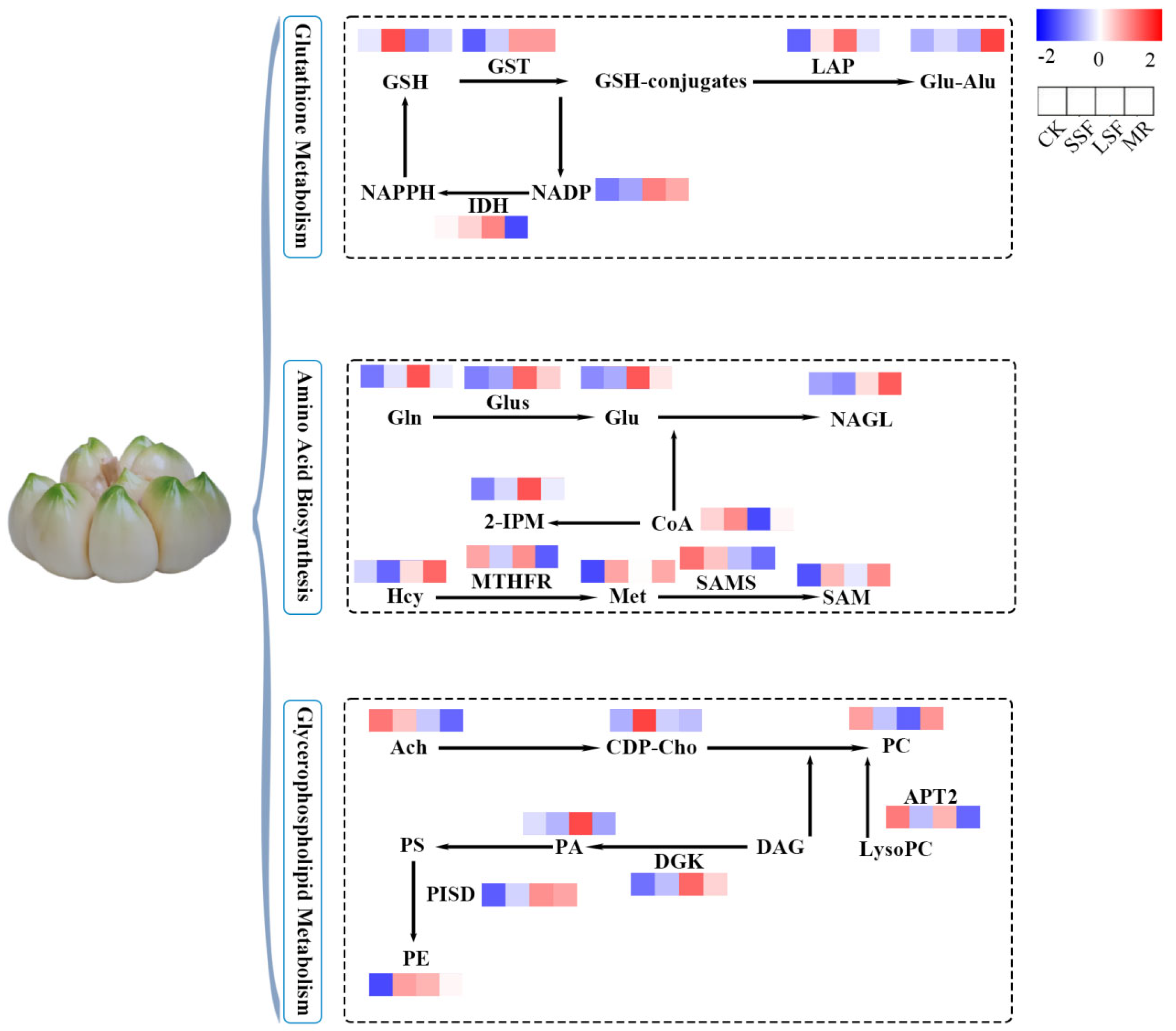 Horticulturae 10 01203 g008