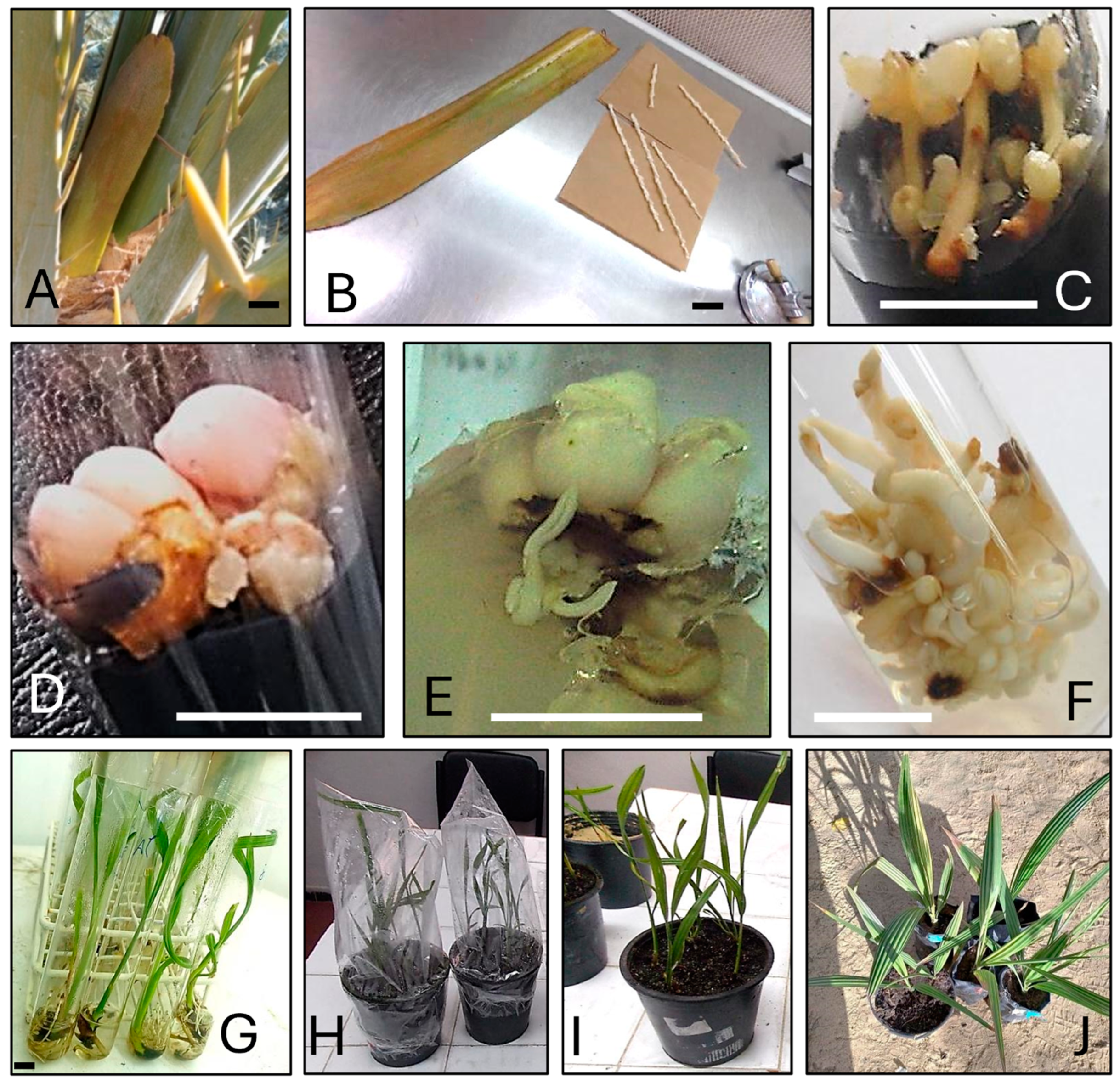 Horticulturae 10 01206 g001