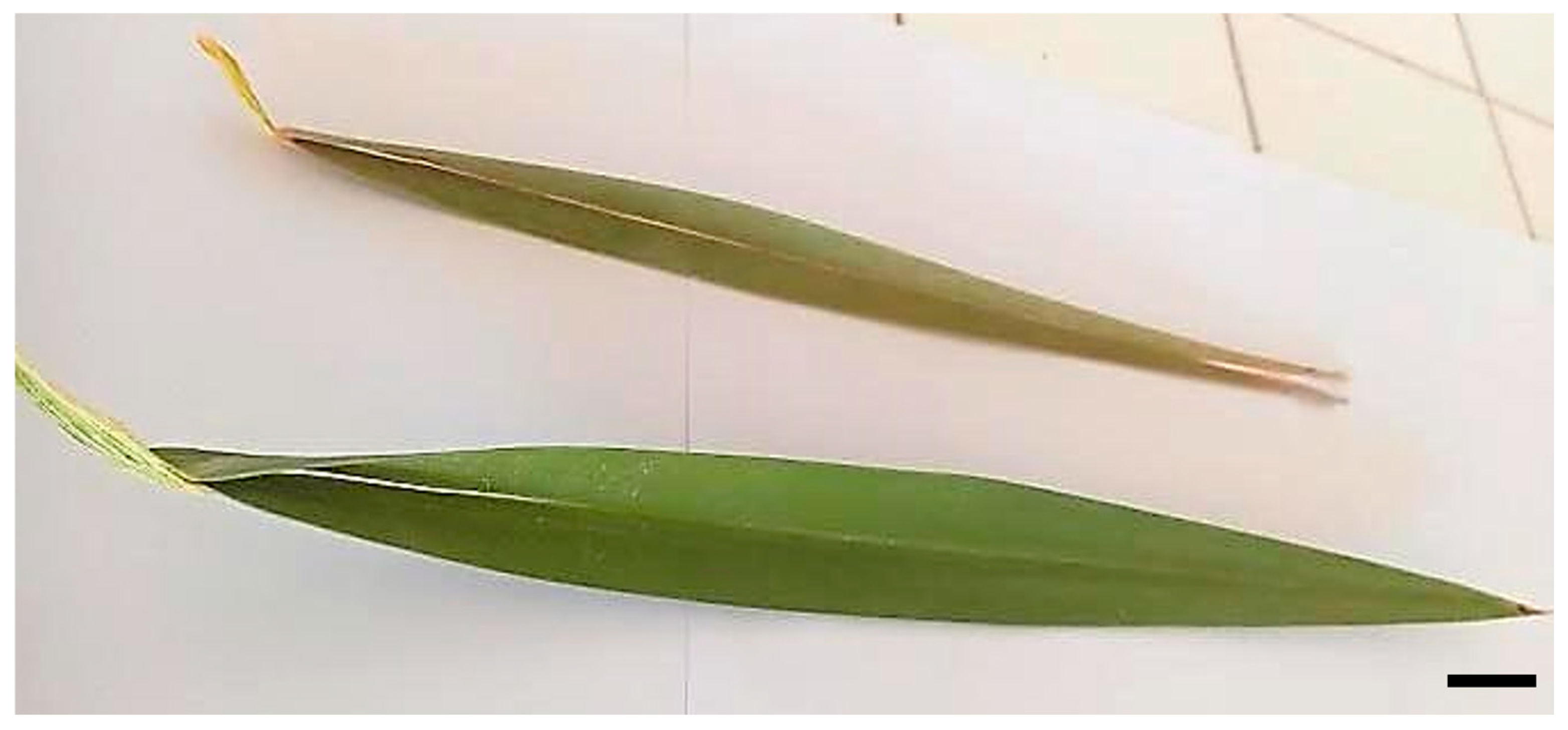 Horticulturae 10 01206 g005