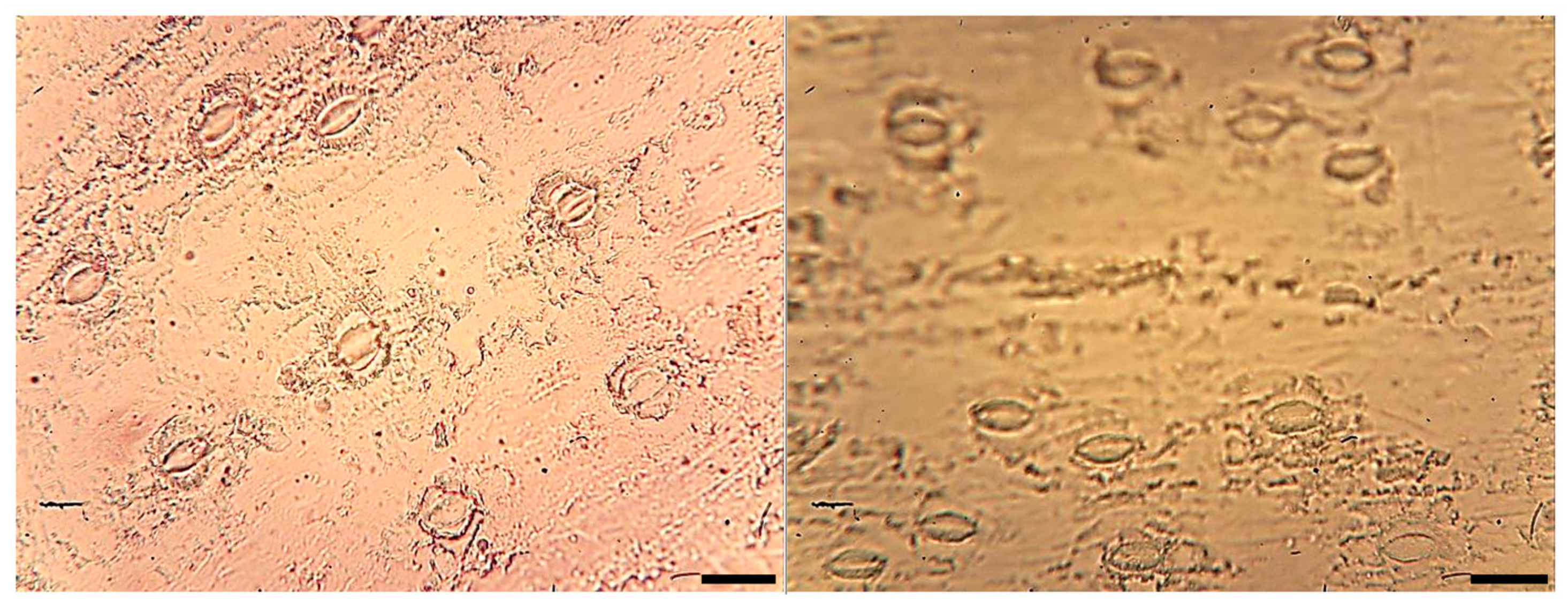 Horticulturae 10 01206 g006