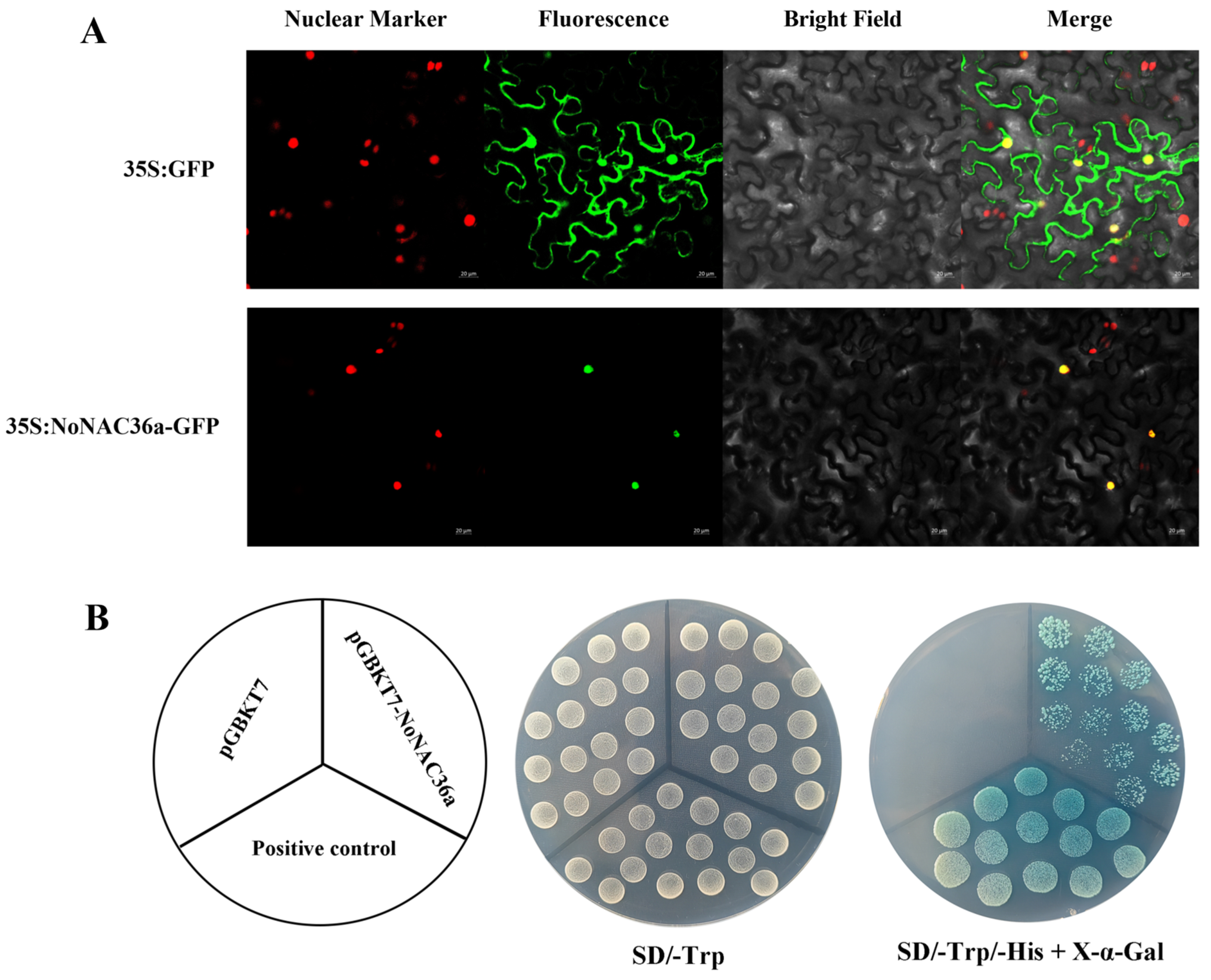 Horticulturae 10 01219 g006