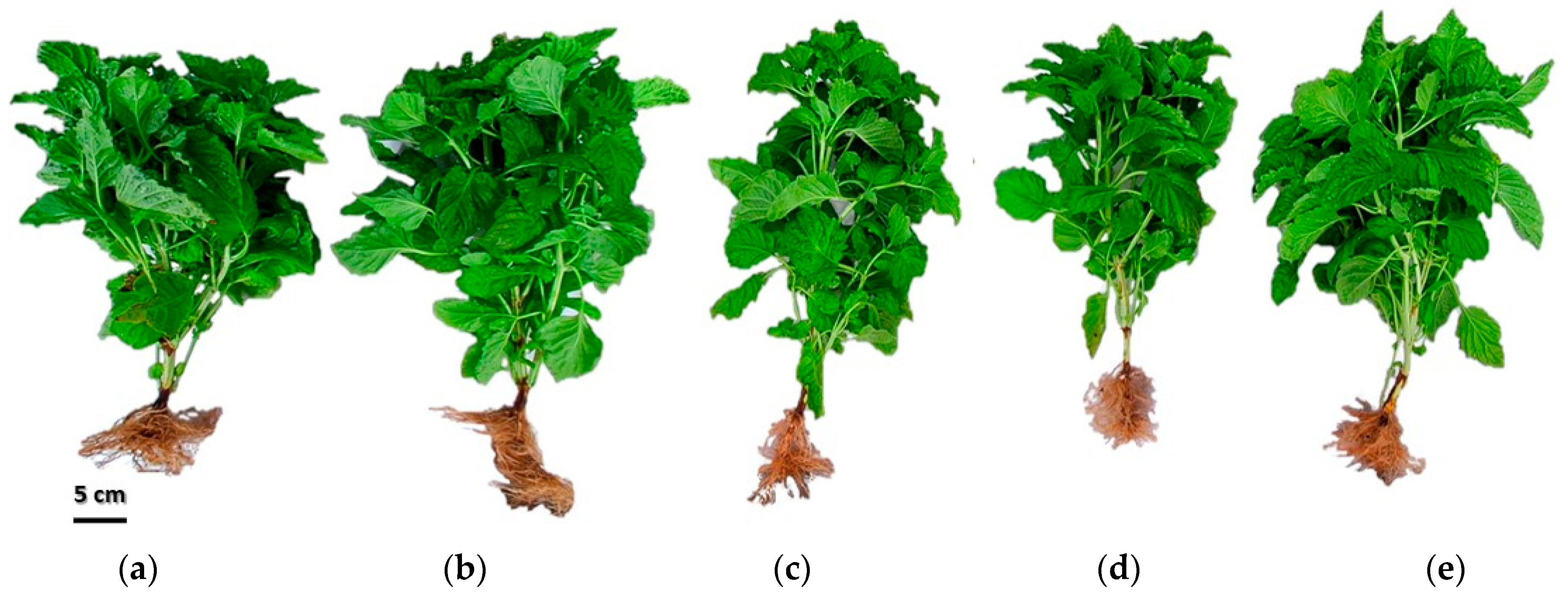 Horticulturae 10 01231 g001