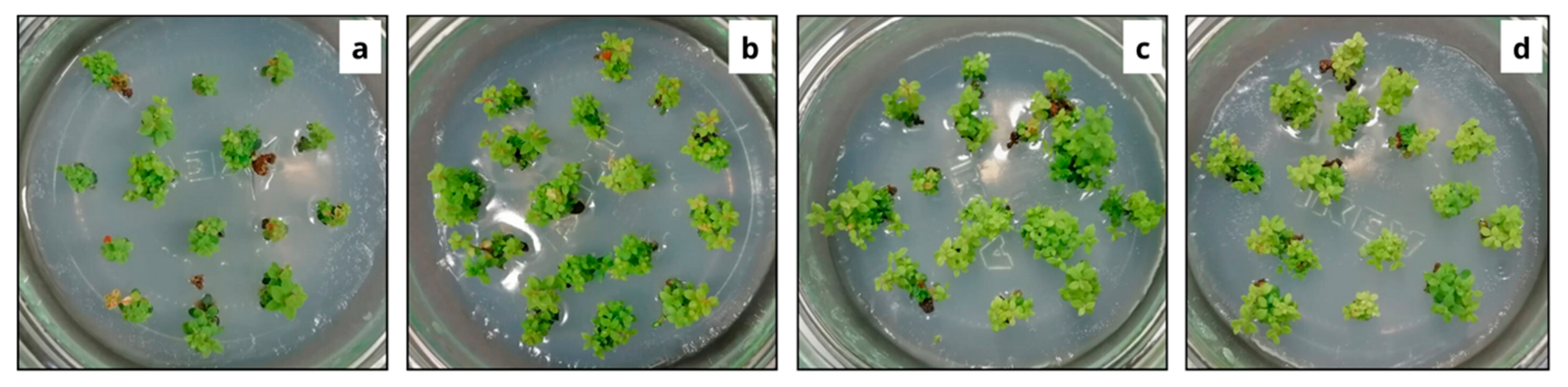 Horticulturae 10 01234 g008