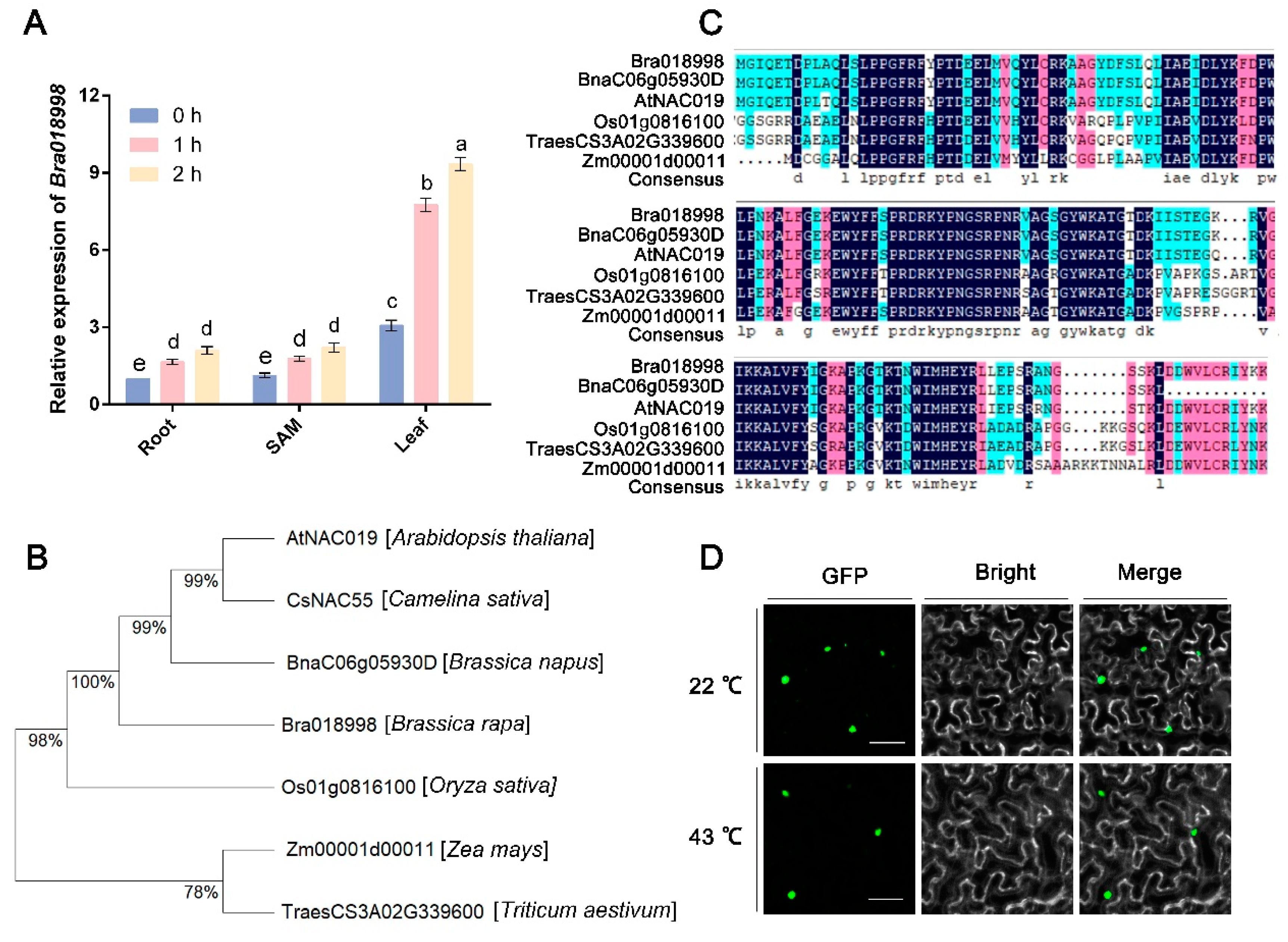 Horticulturae 10 01236 g001