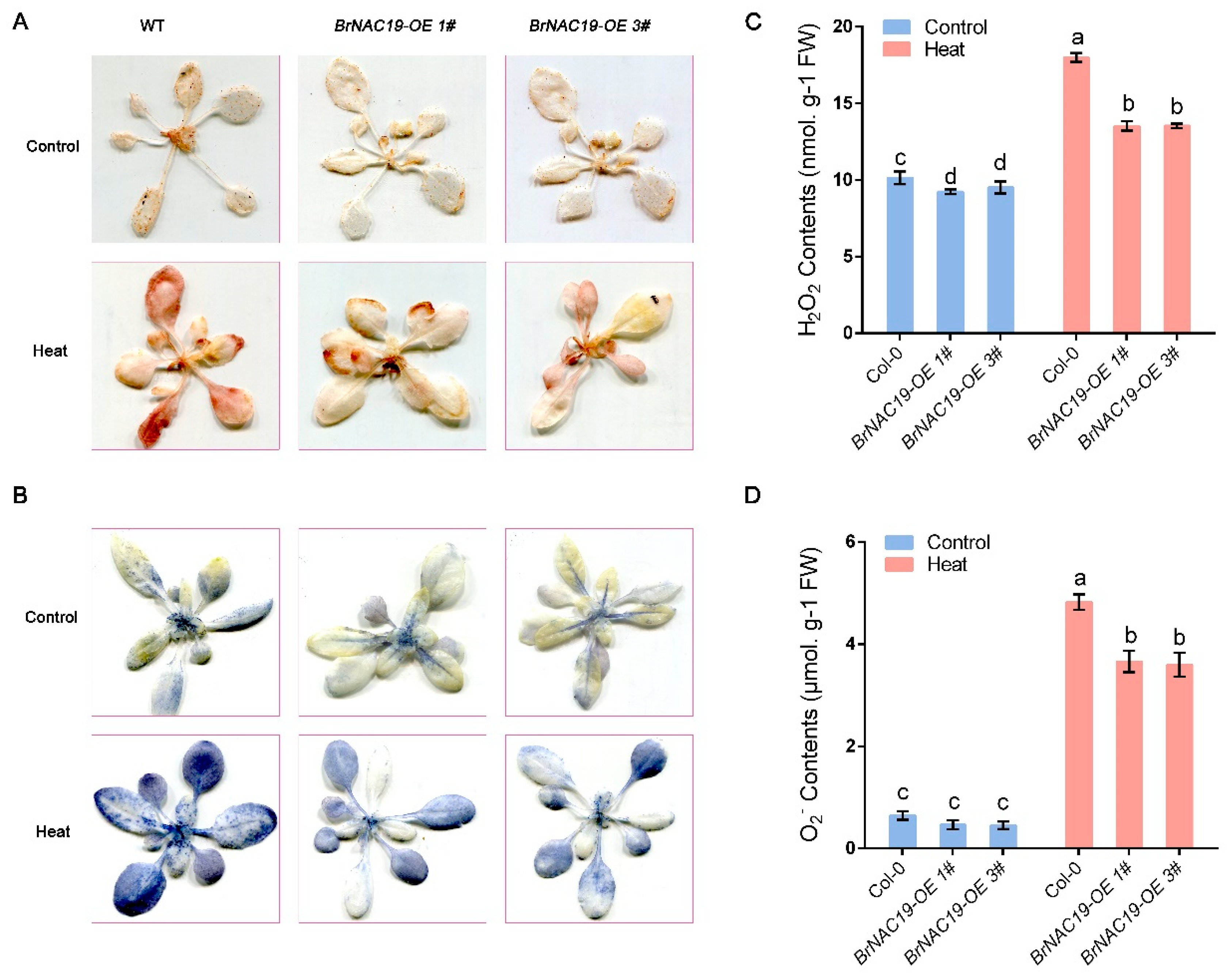 Horticulturae 10 01236 g004