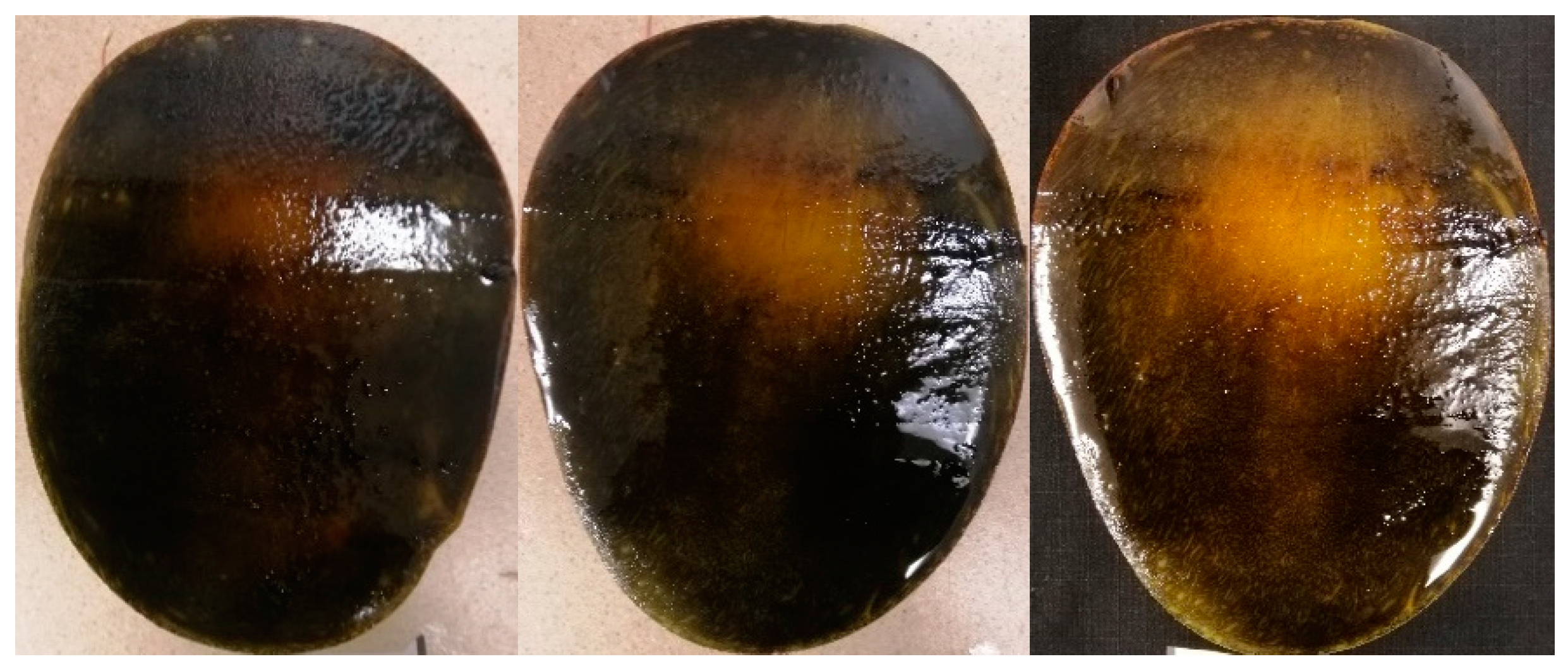 Horticulturae 10 01257 g001