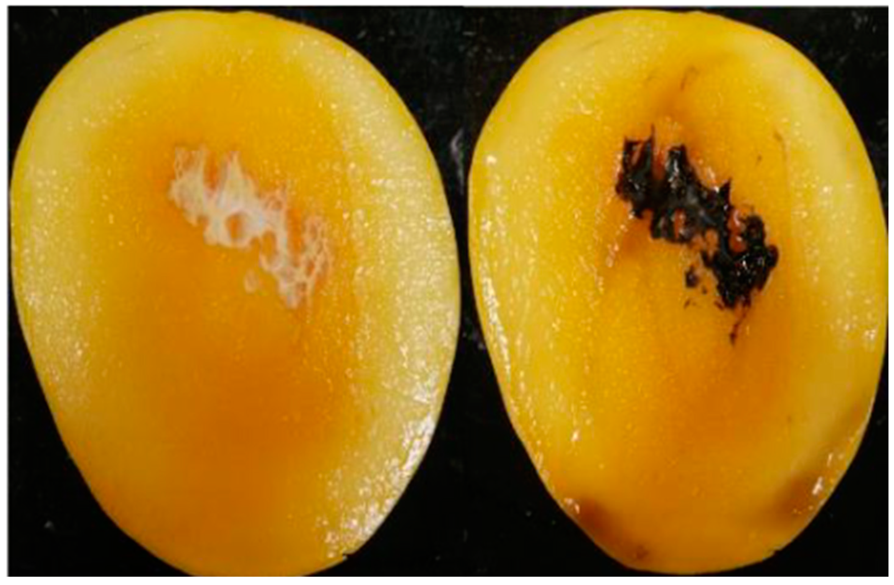 Horticulturae 10 01257 g002