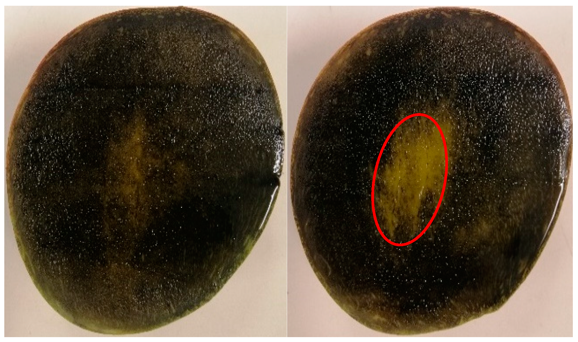 Horticulturae 10 01257 g003