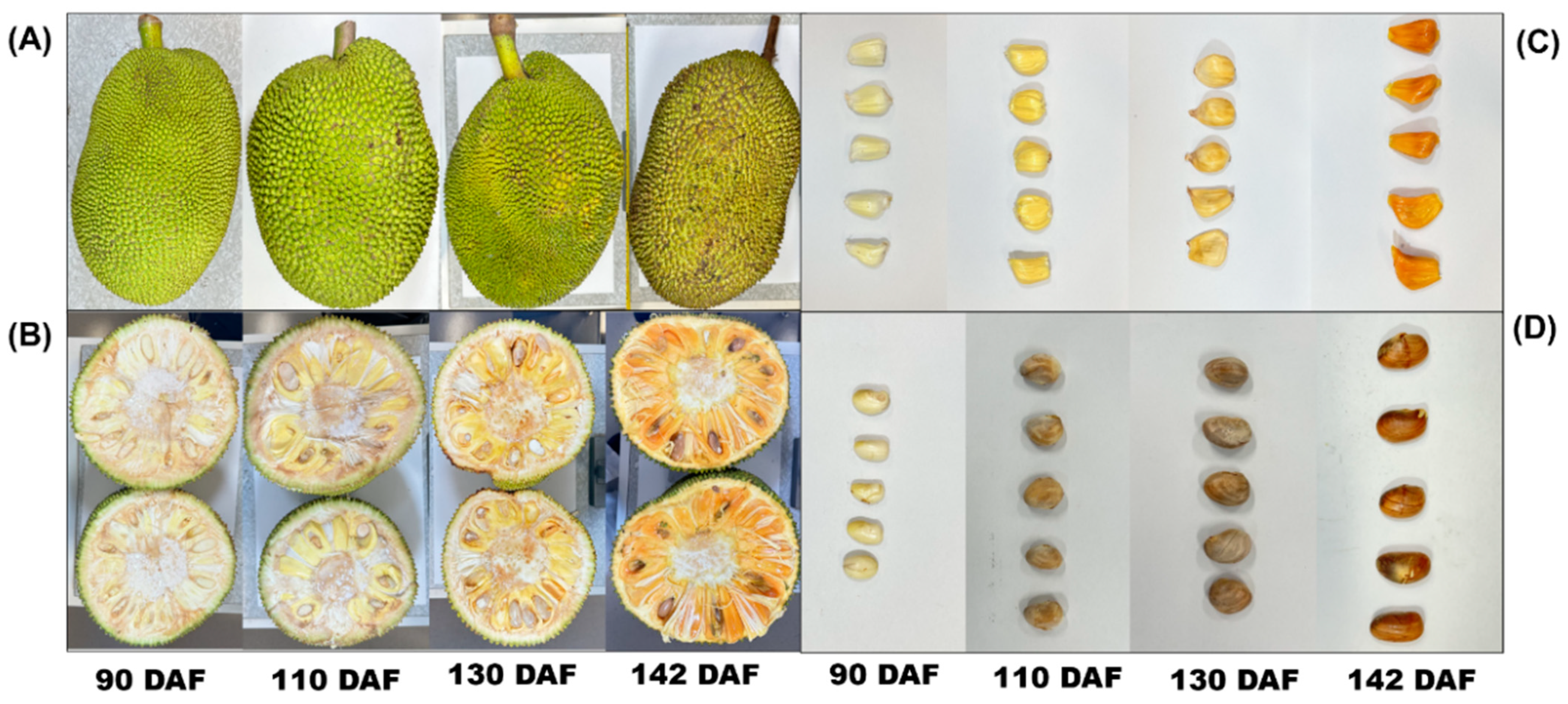 Horticulturae 10 01264 g003