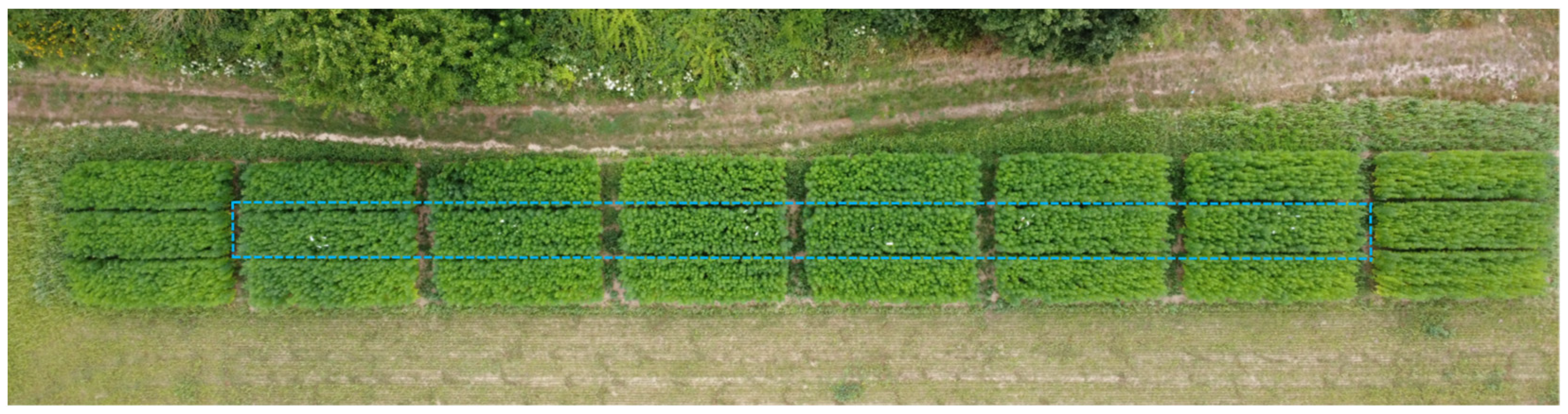 Horticulturae 10 01271 g004