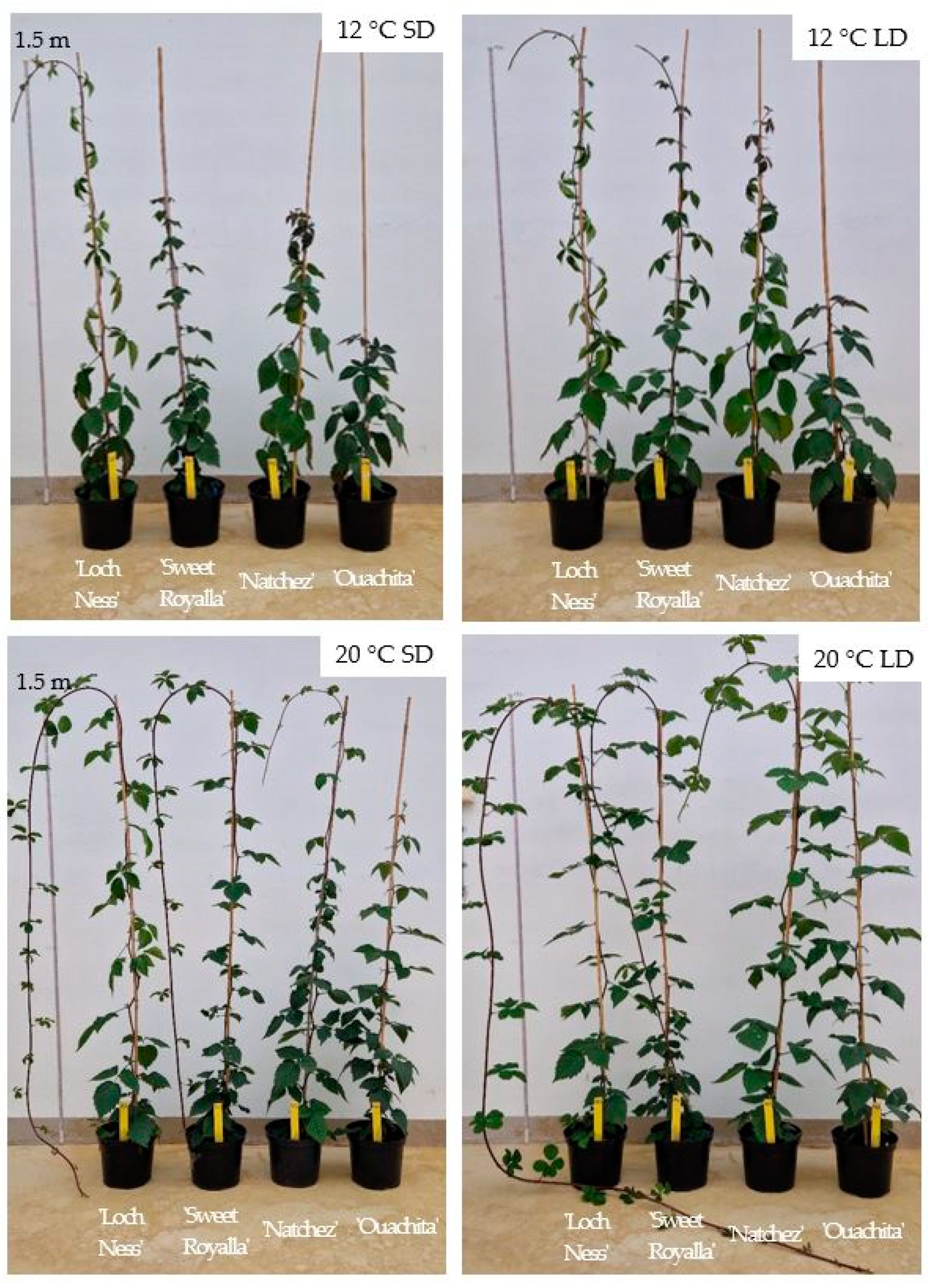 Horticulturae 10 01297 g003