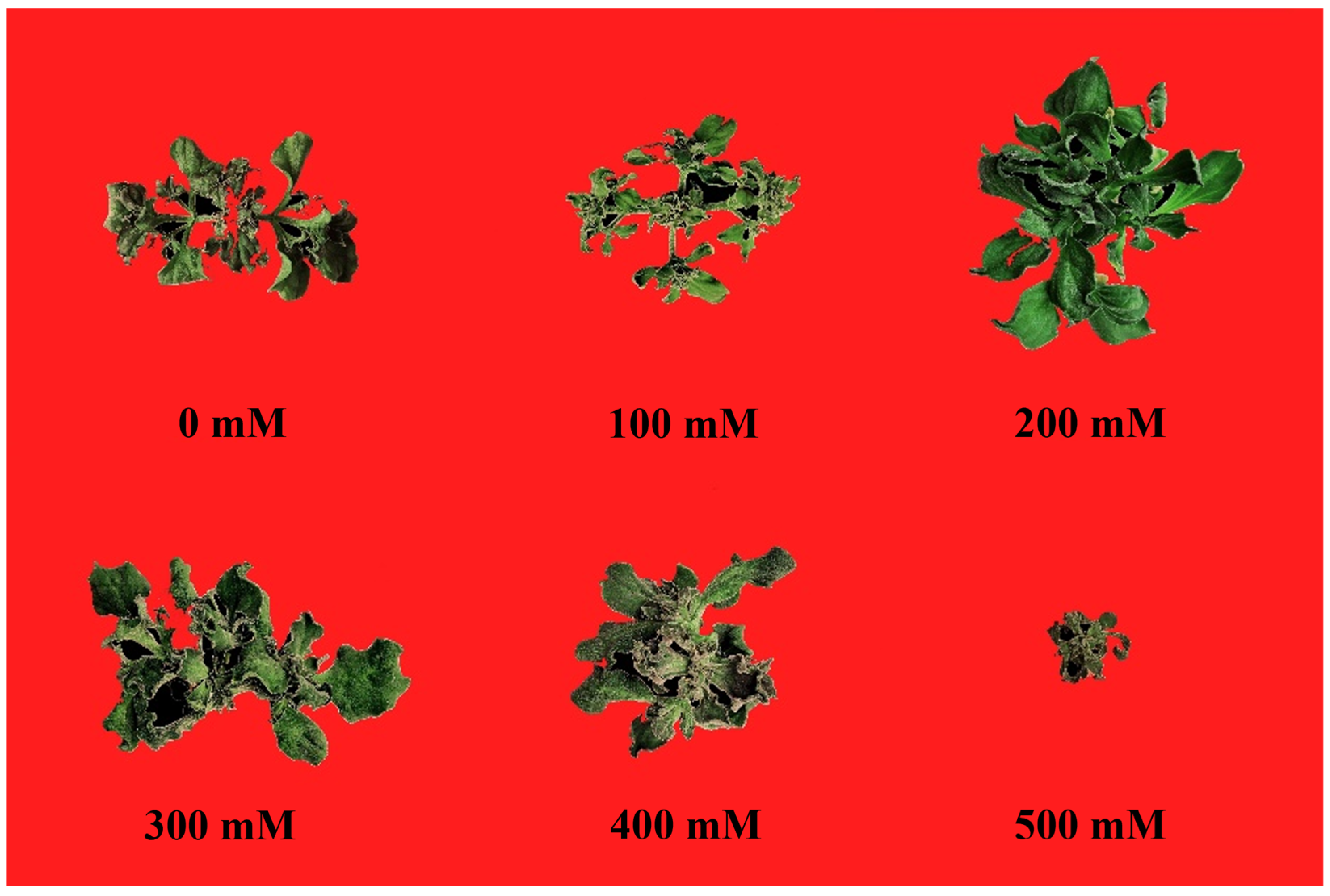Horticulturae 10 01304 g002