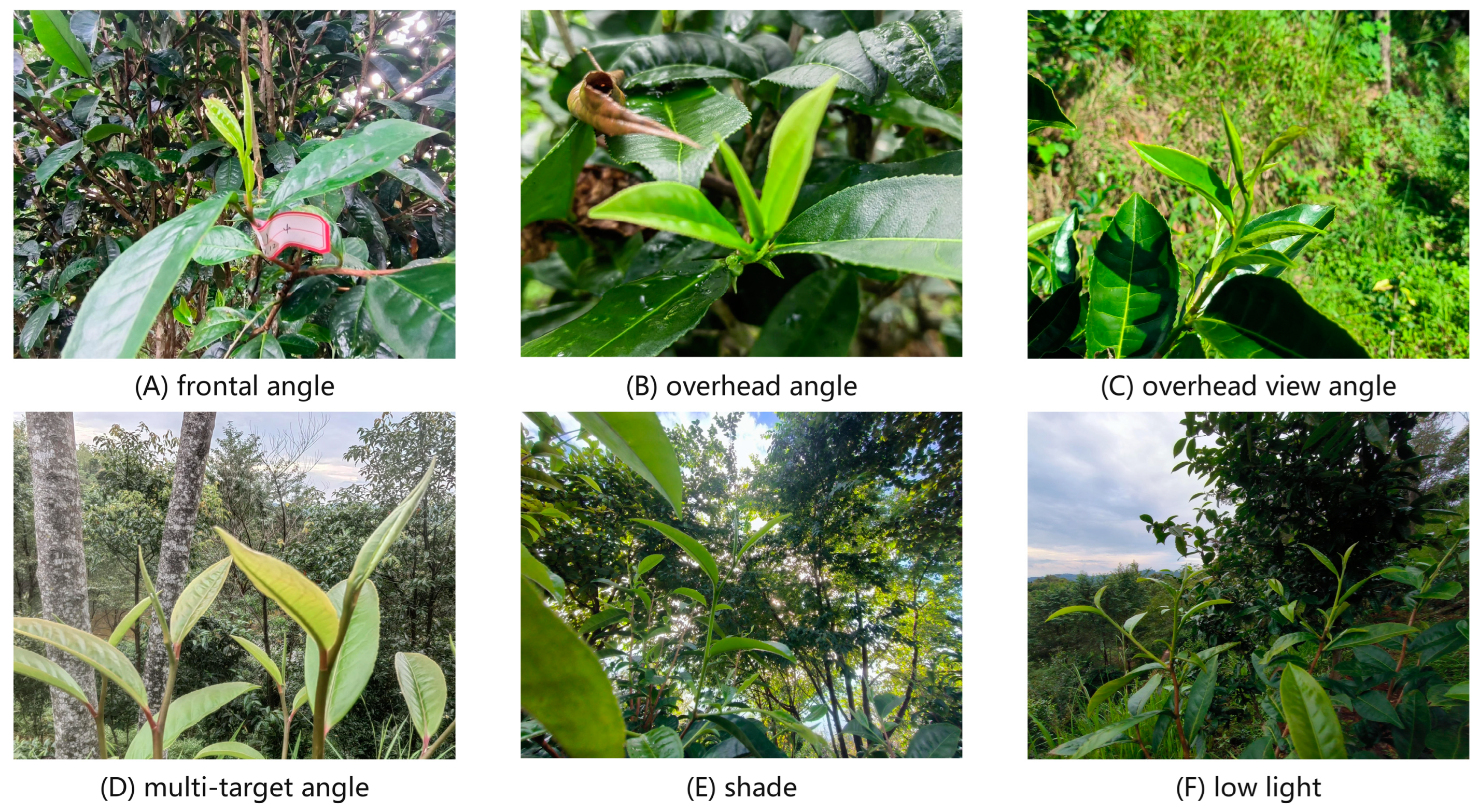 Horticulturae 10 01347 g001