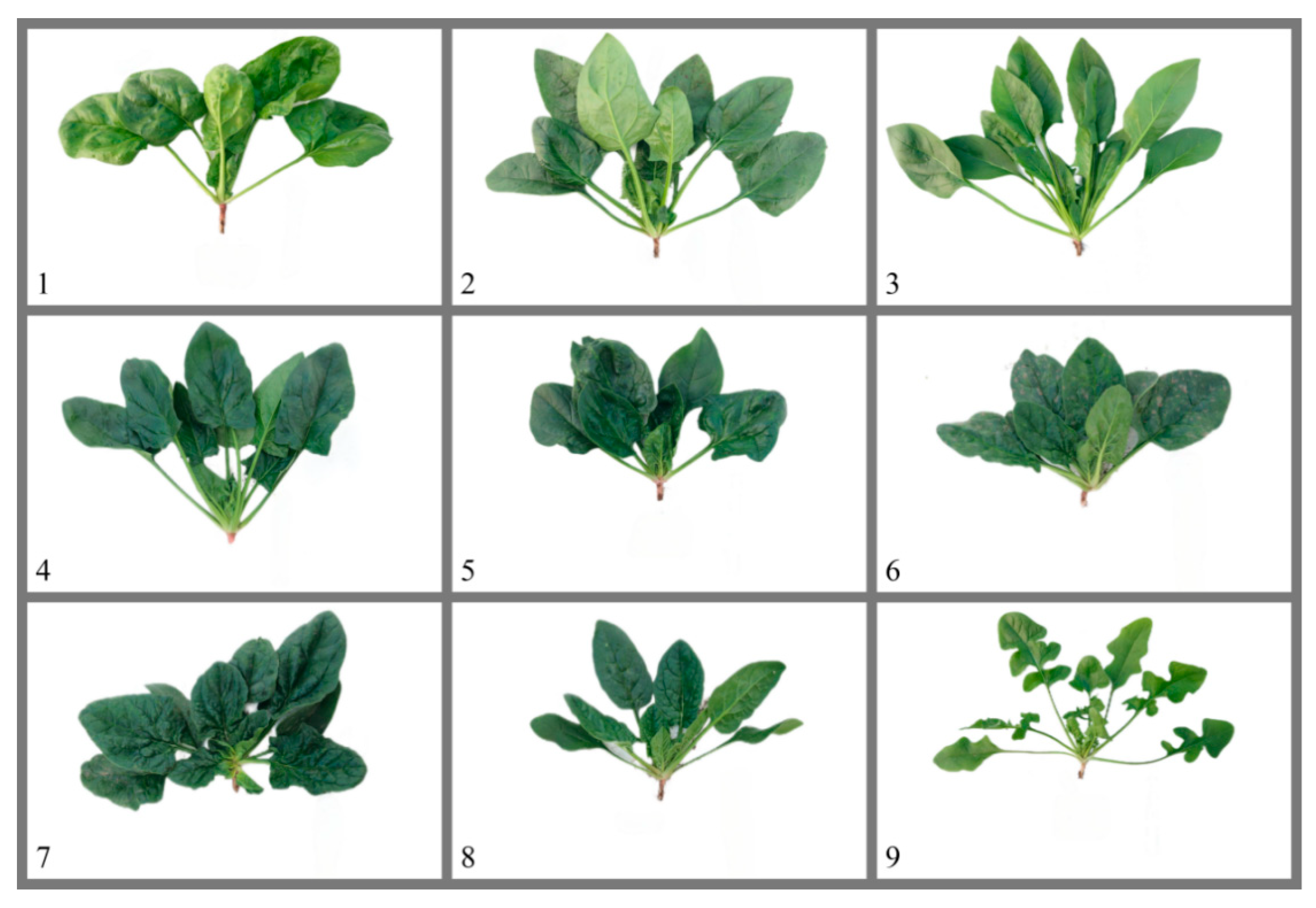 Horticulturae 10 01358 g001