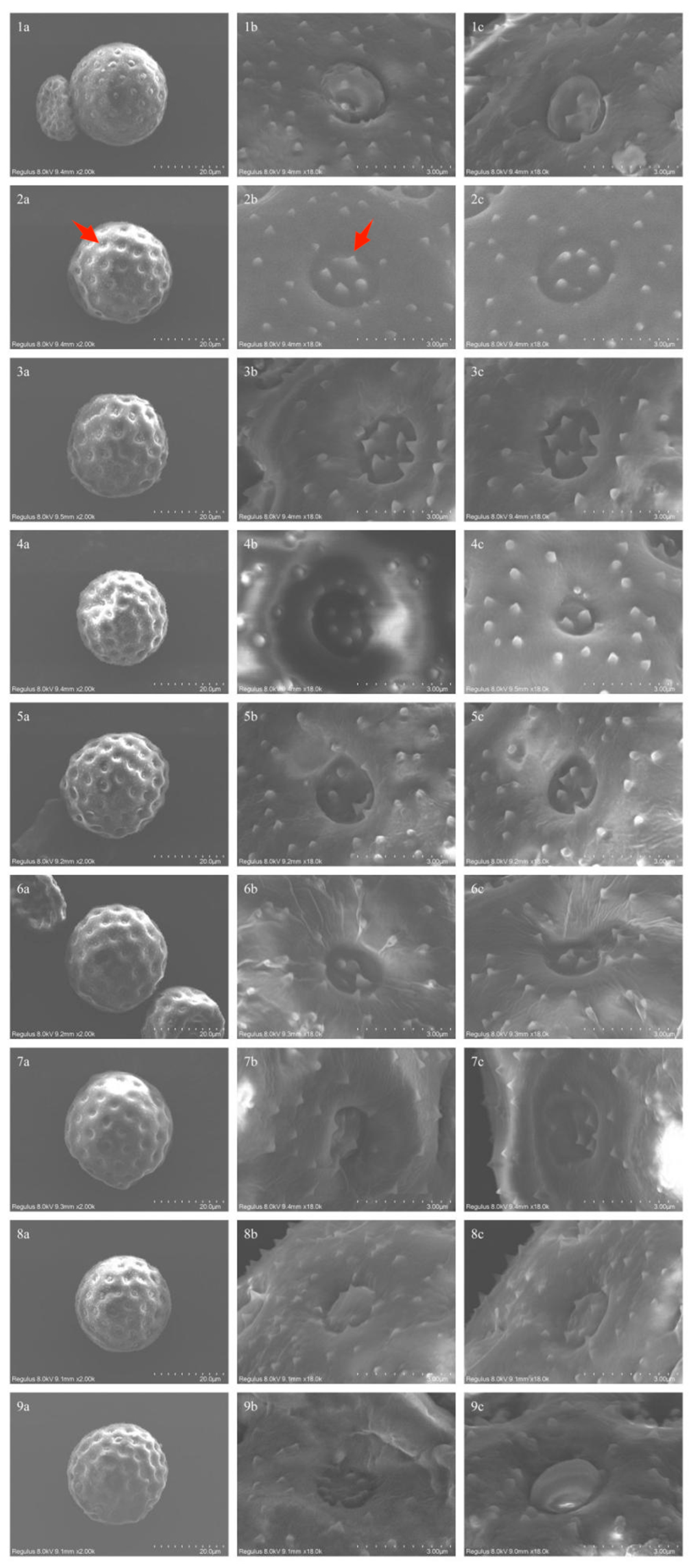 Horticulturae 10 01358 g002